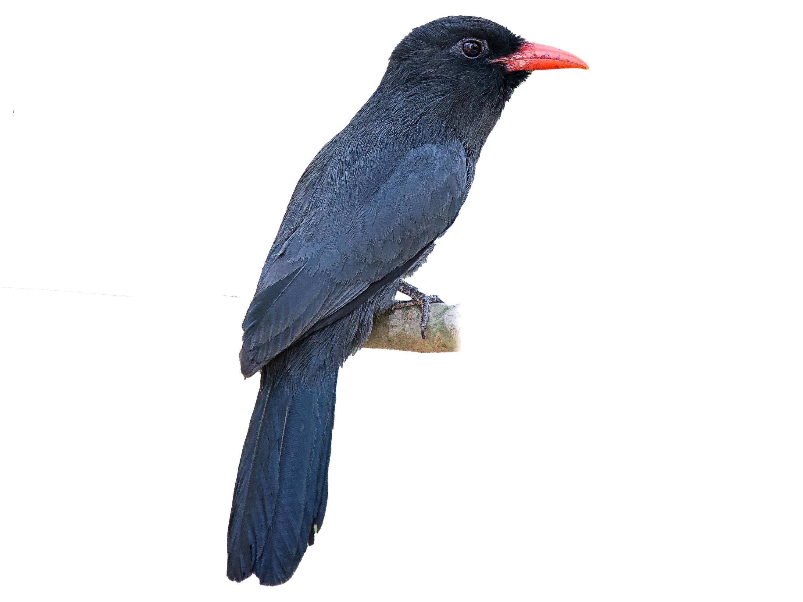 A photo of a Black-fronted Nunbird (Monasa nigrifrons)