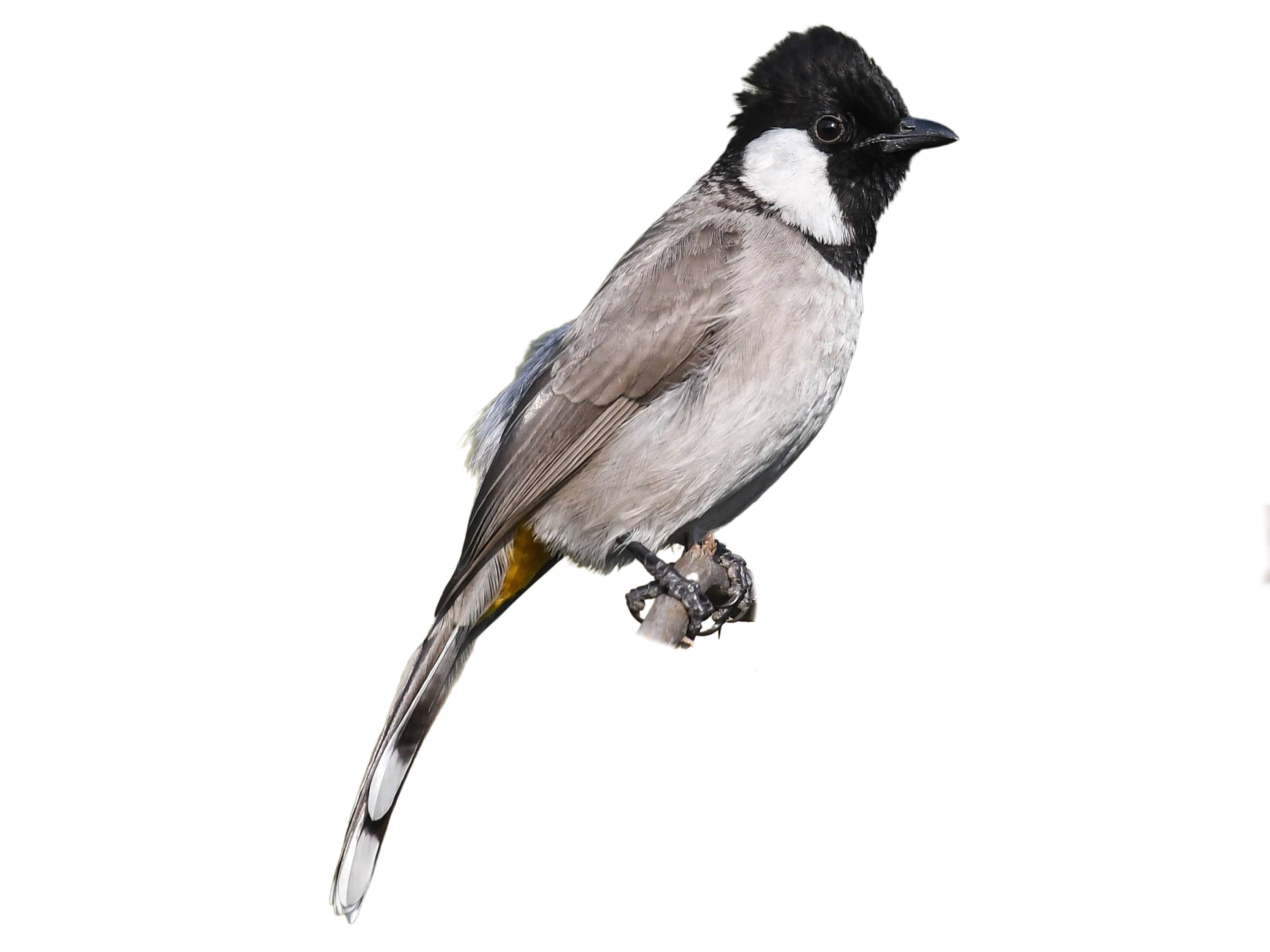 A photo of a White-eared Bulbul (Pycnonotus leucotis)