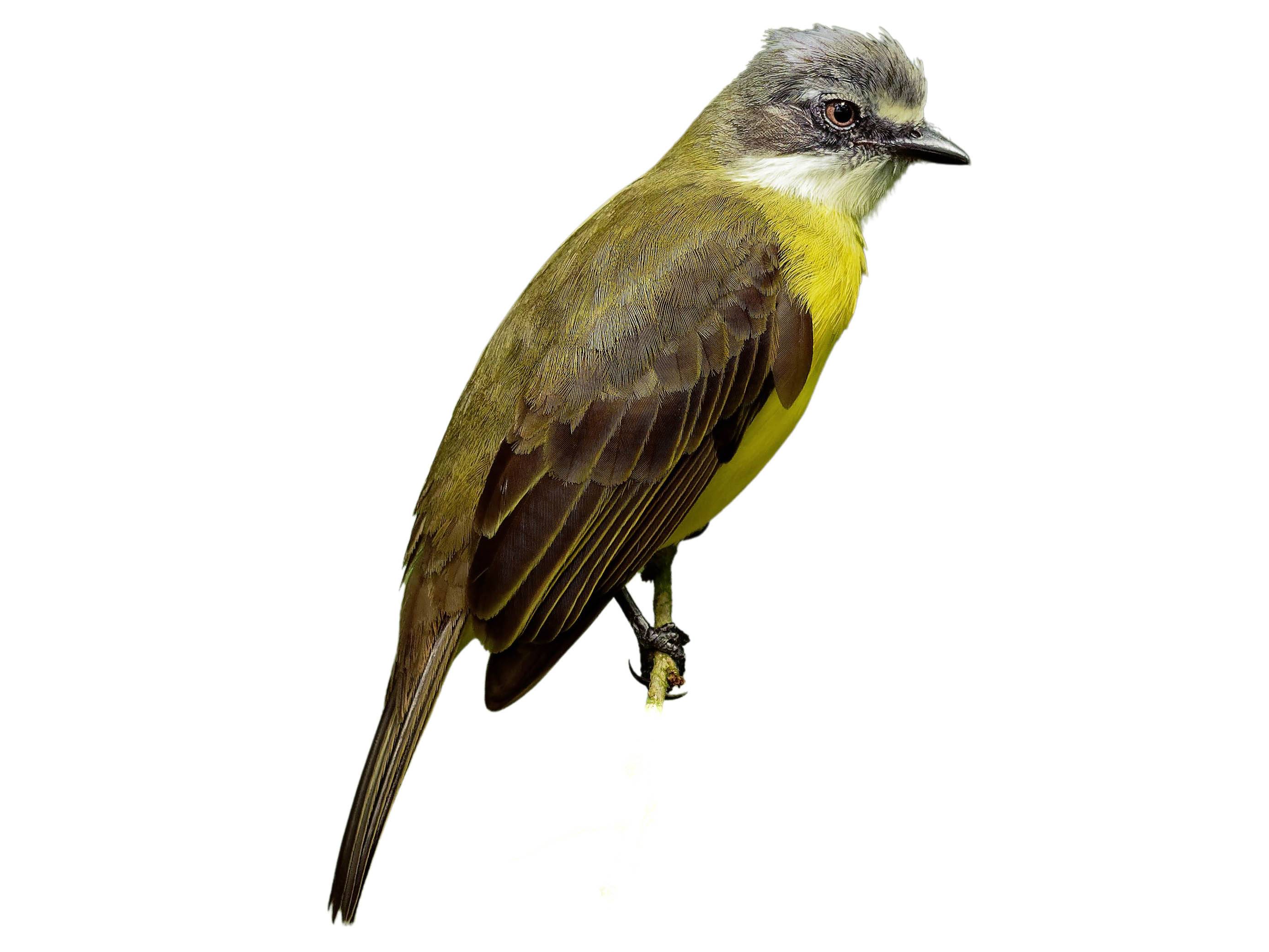 A photo of a Grey-capped Flycatcher (Myiozetetes granadensis)