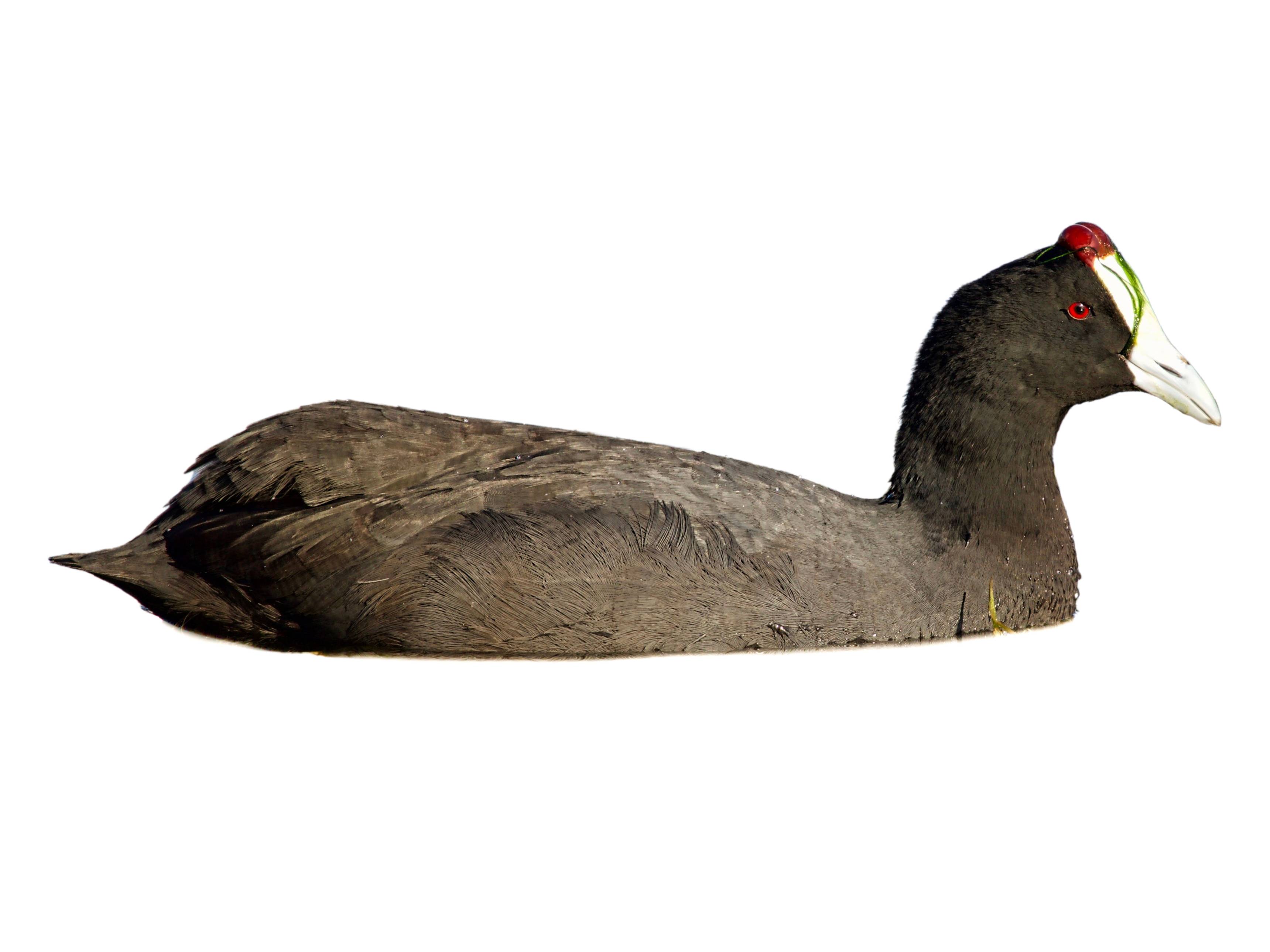 A photo of a Red-knobbed Coot (Fulica cristata)