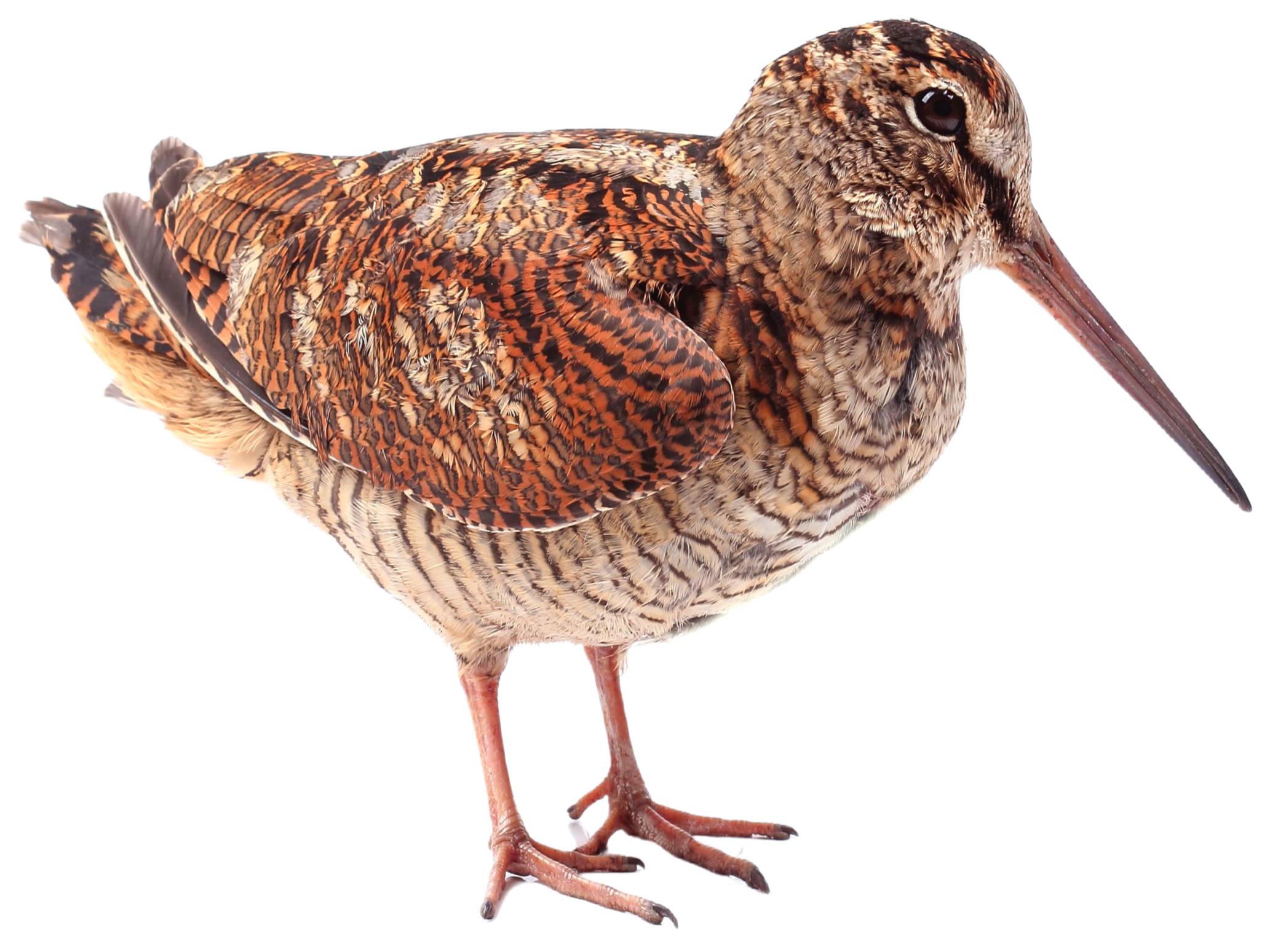 A photo of a Eurasian Woodcock (Scolopax rusticola)