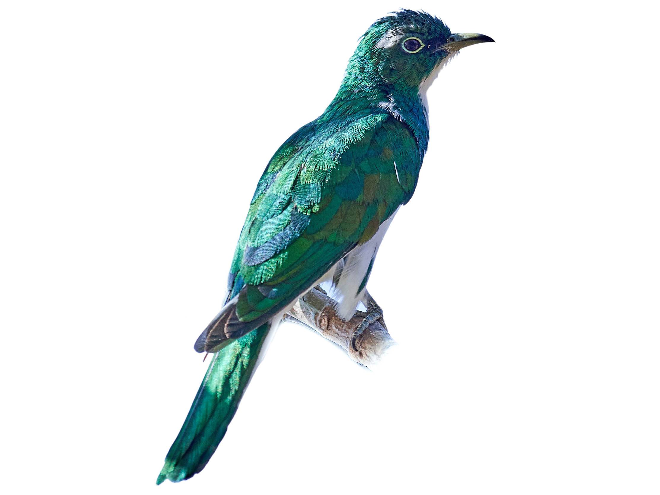 A photo of a Klaas's Cuckoo (Chrysococcyx klaas), male