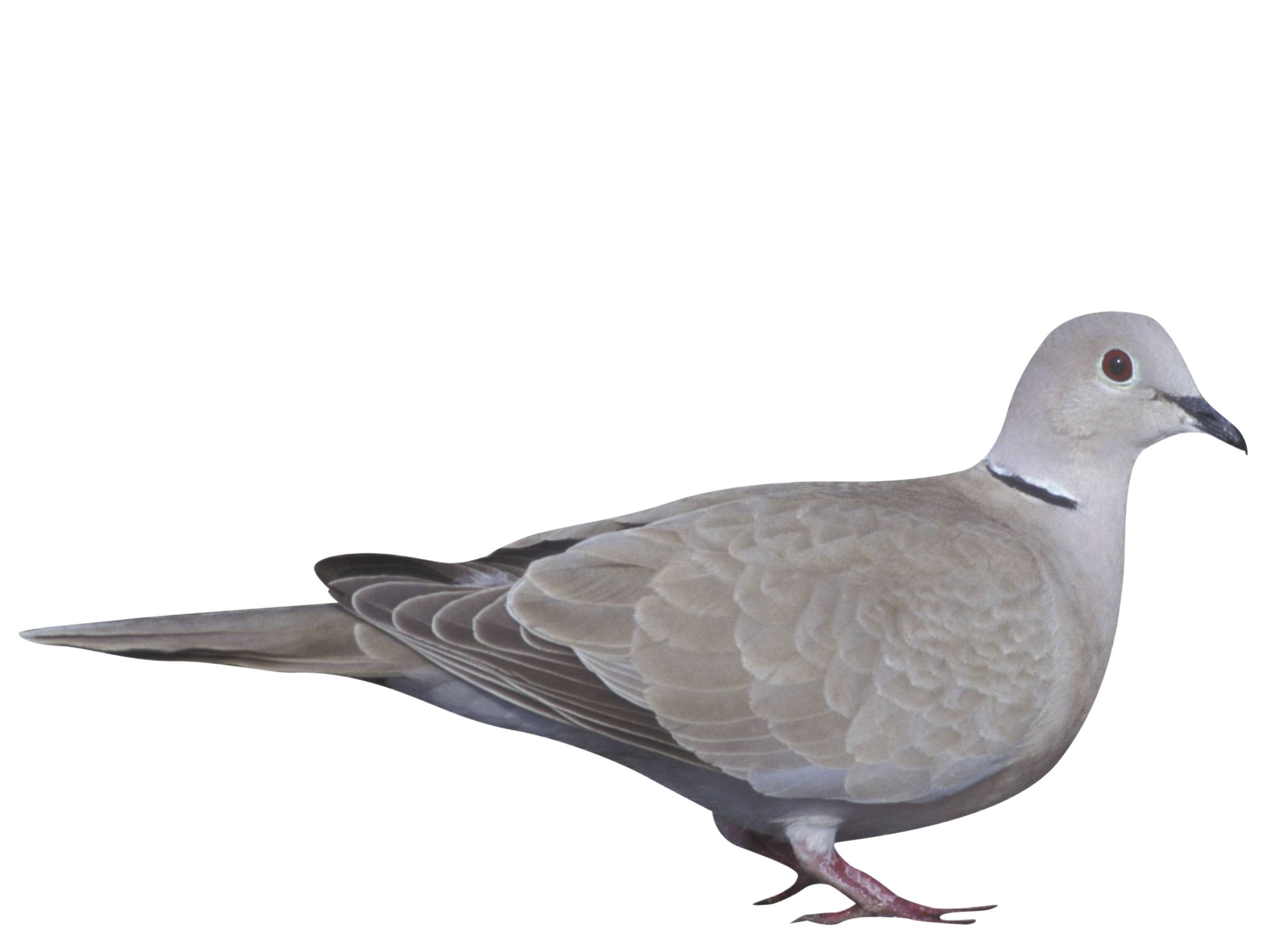 A photo of a Eurasian Collared Dove (Streptopelia decaocto)