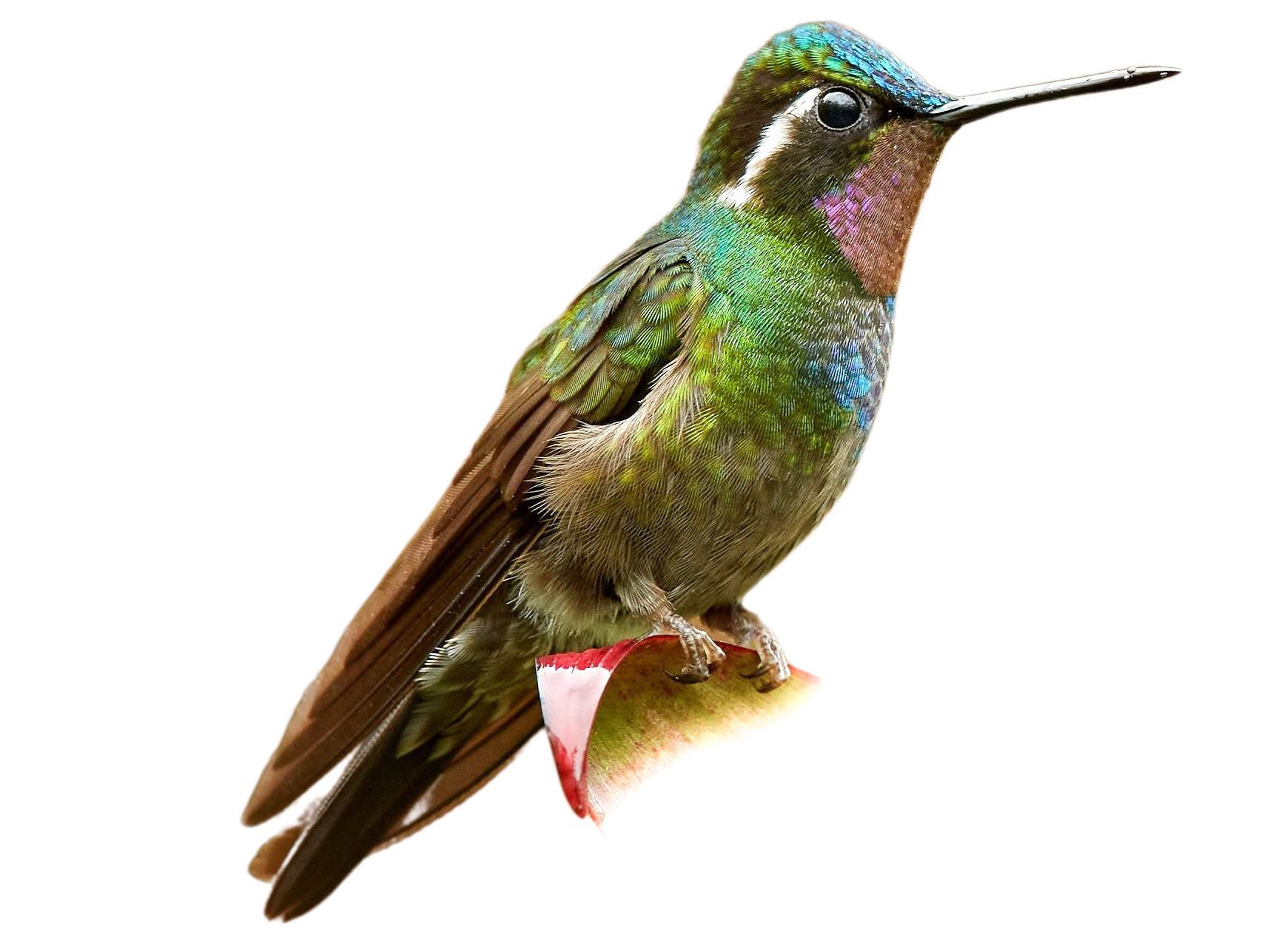 A photo of a Purple-throated Mountaingem (Lampornis calolaemus), male