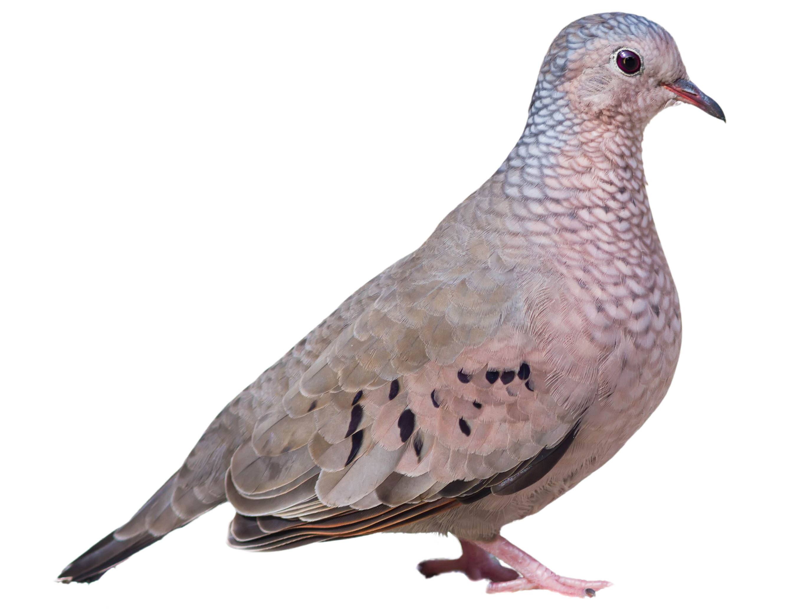 A photo of a Common Ground Dove (Columbina passerina), male