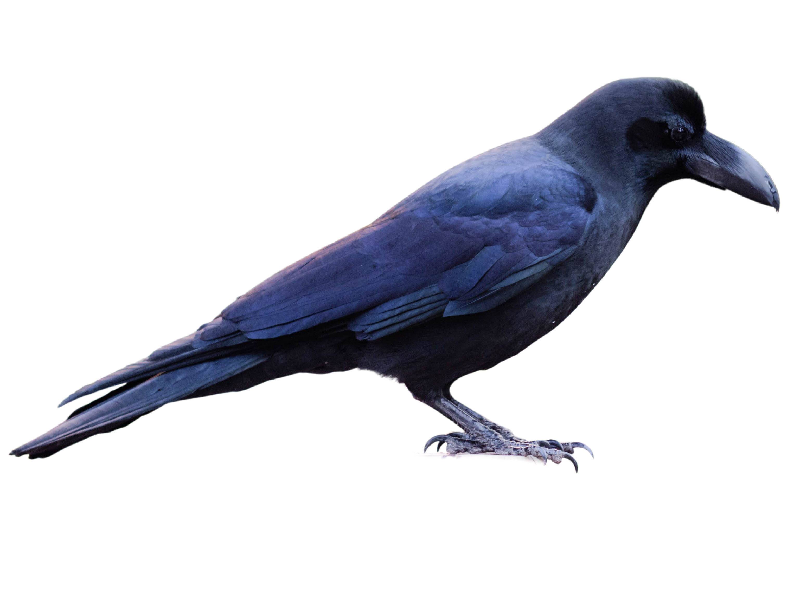 A photo of a Large-billed Crow (Corvus macrorhynchos)