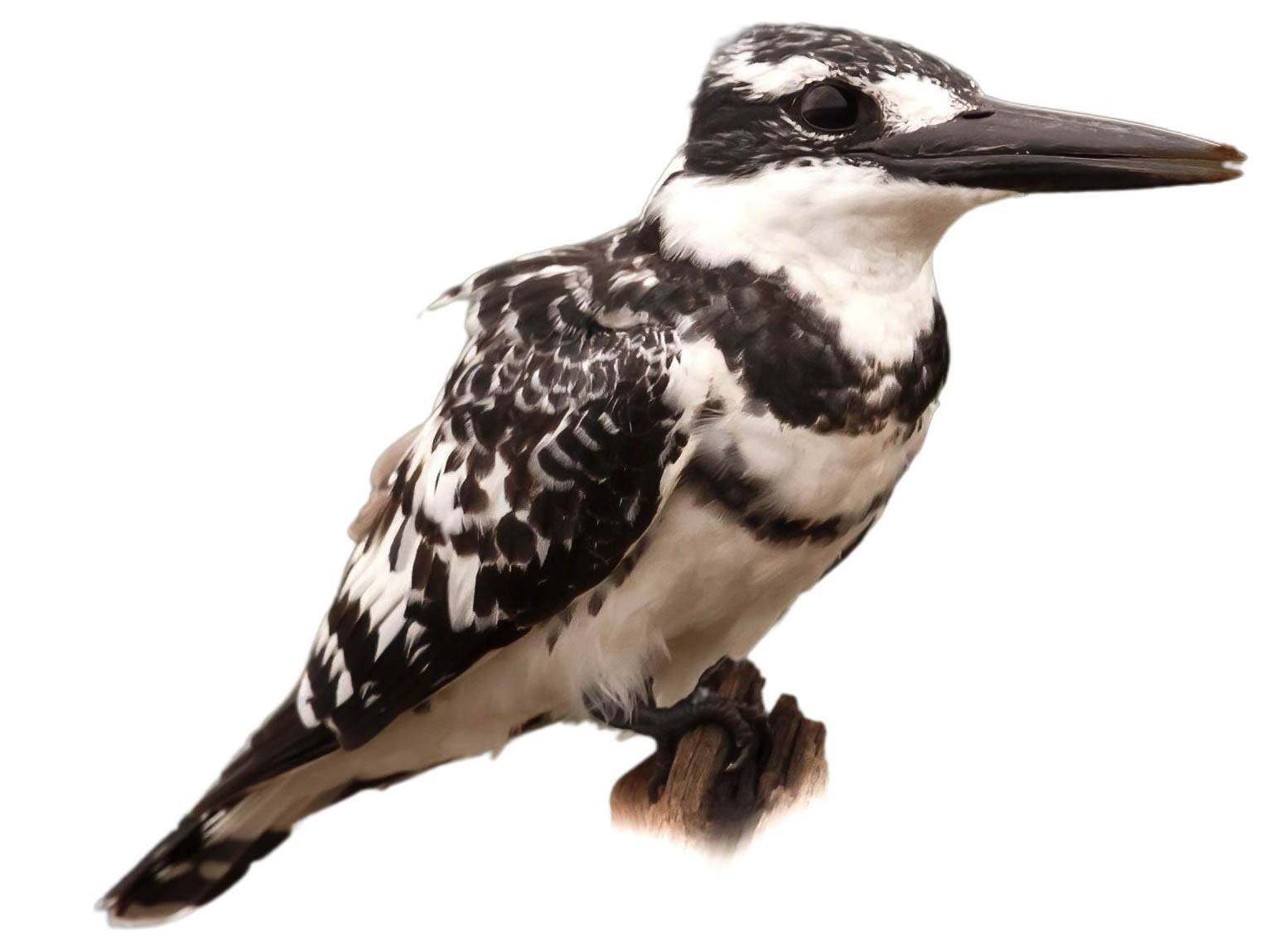 A photo of a Pied Kingfisher (Ceryle rudis), male