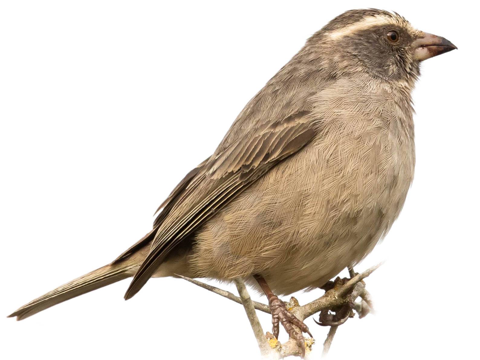 A photo of a Streaky-headed Seedeater (Crithagra gularis)