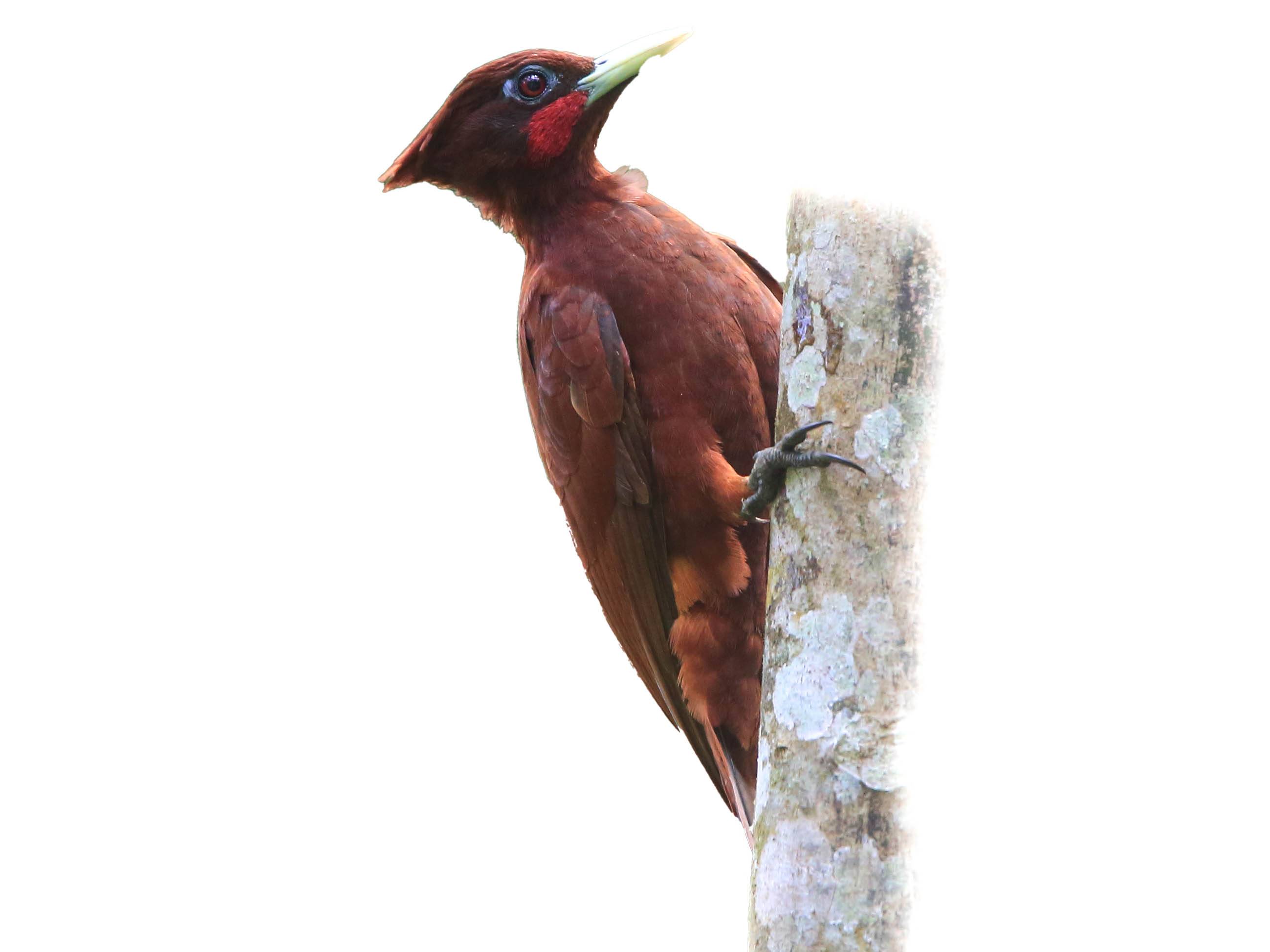 A photo of a Chestnut Woodpecker (Celeus elegans), male