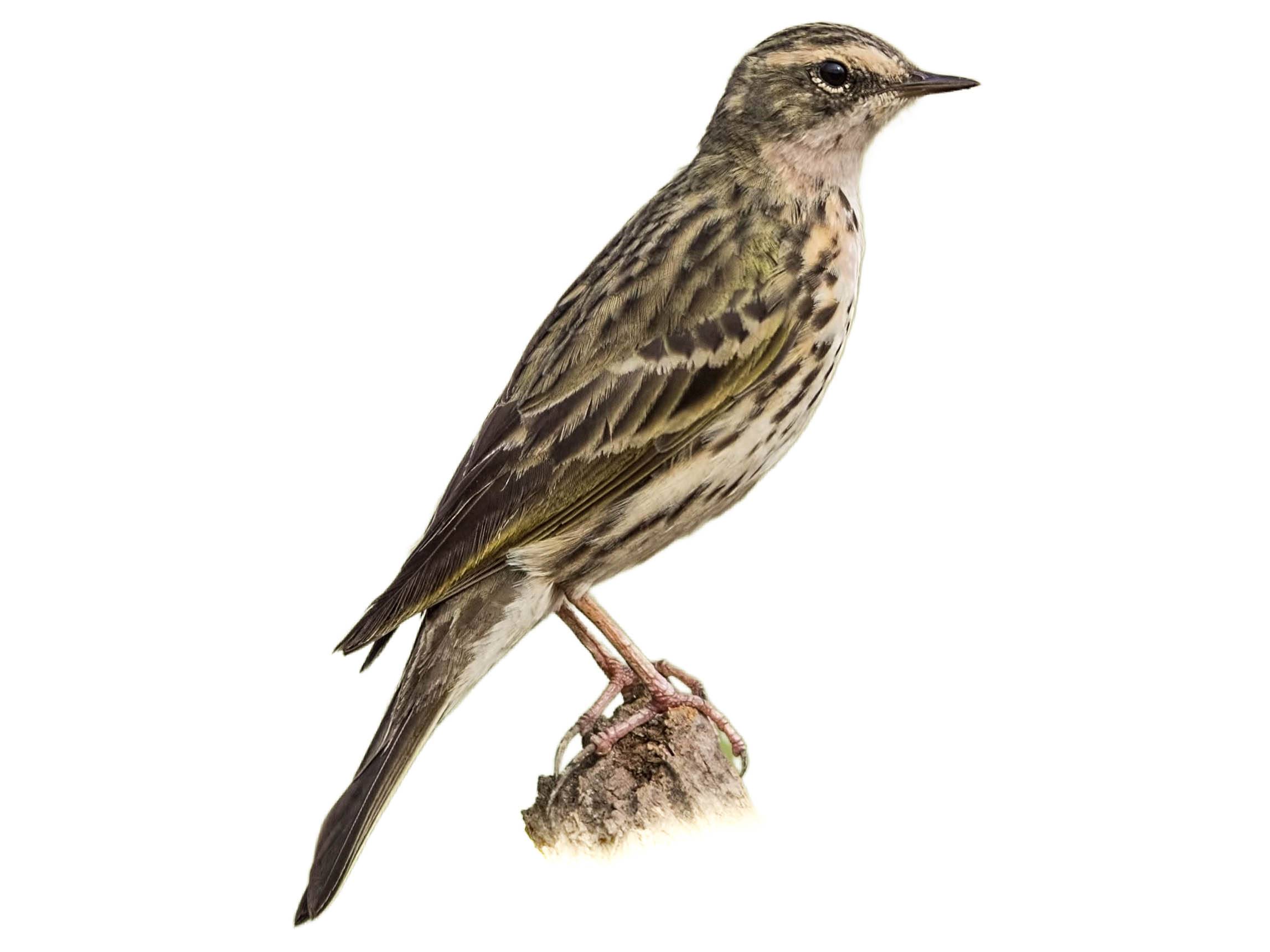 A photo of a Rosy Pipit (Anthus roseatus)