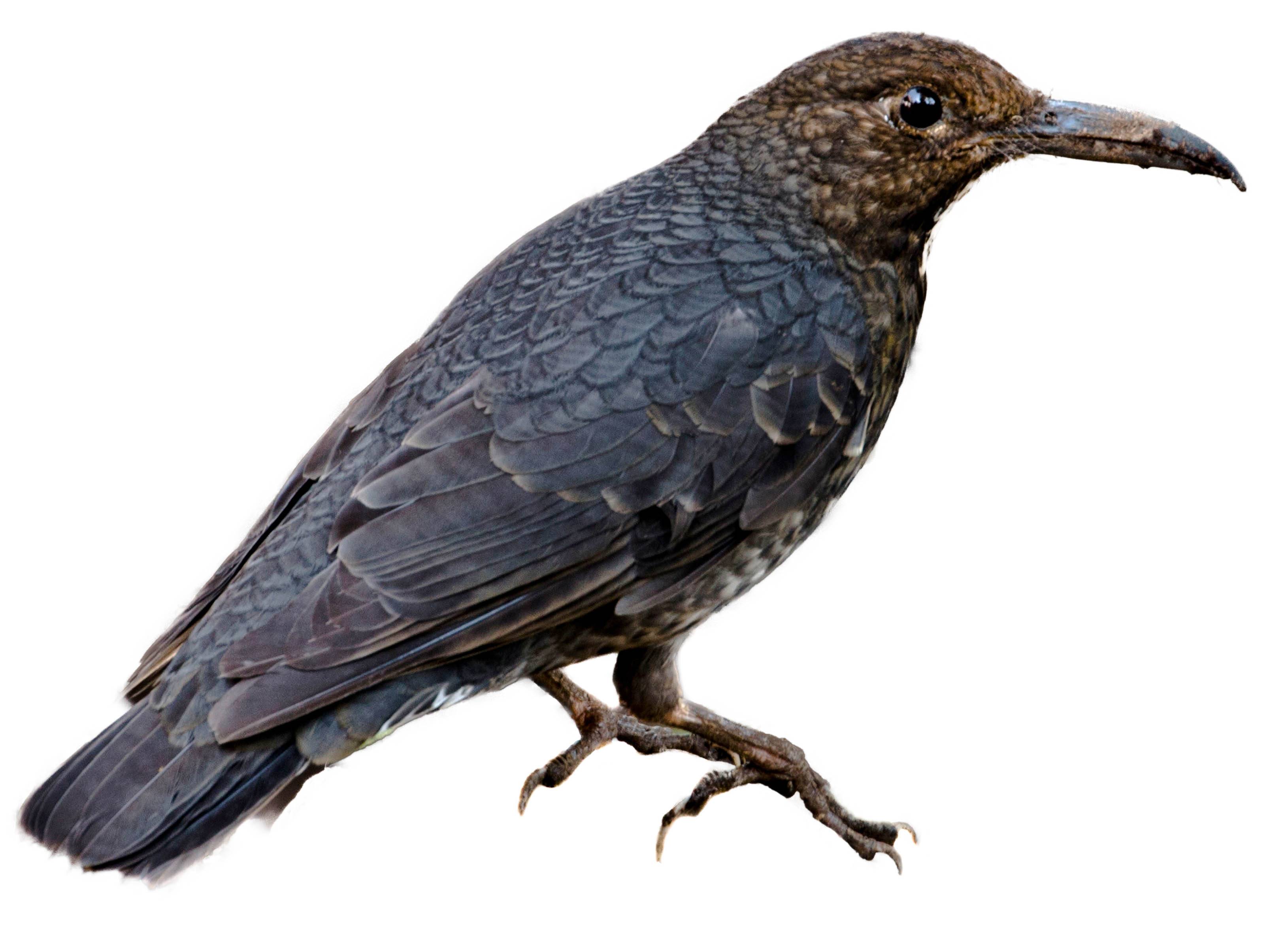 A photo of a Long-billed Thrush (Zoothera monticola)