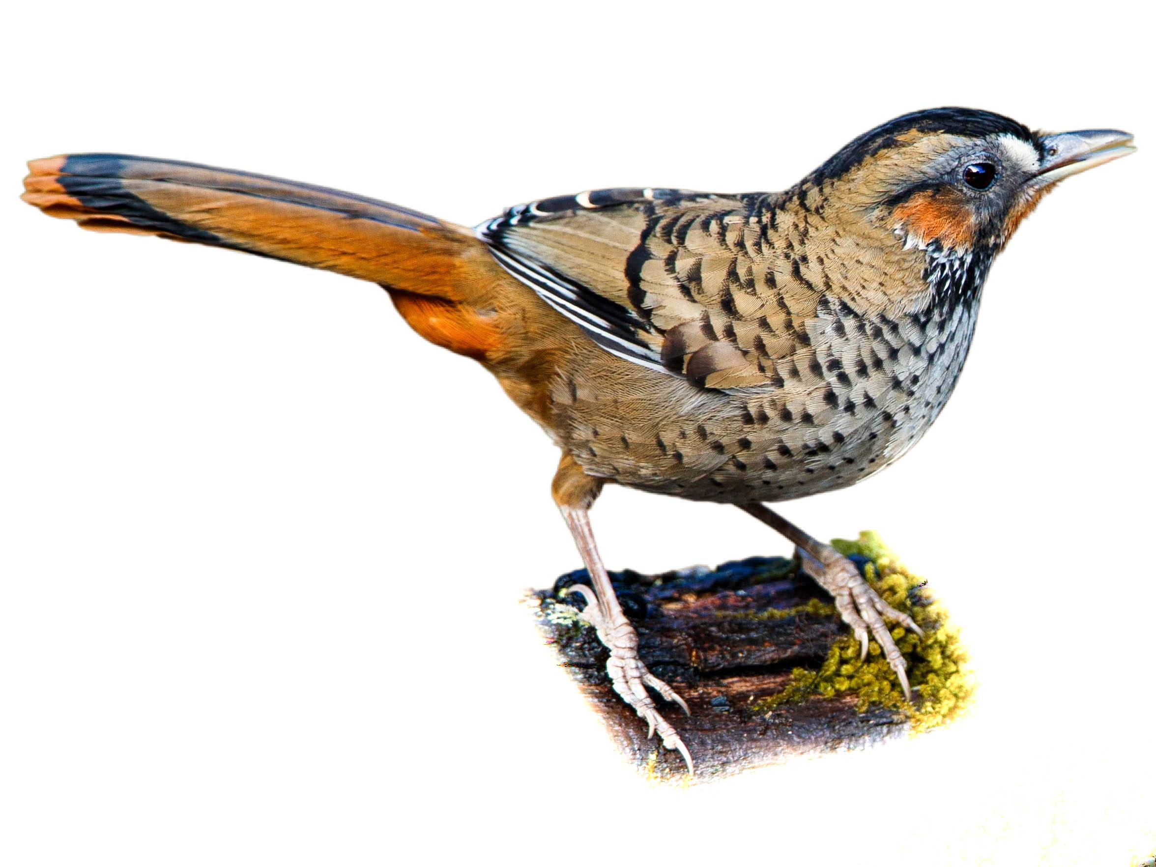 A photo of a Rufous-chinned Laughingthrush (Ianthocincla rufogularis)