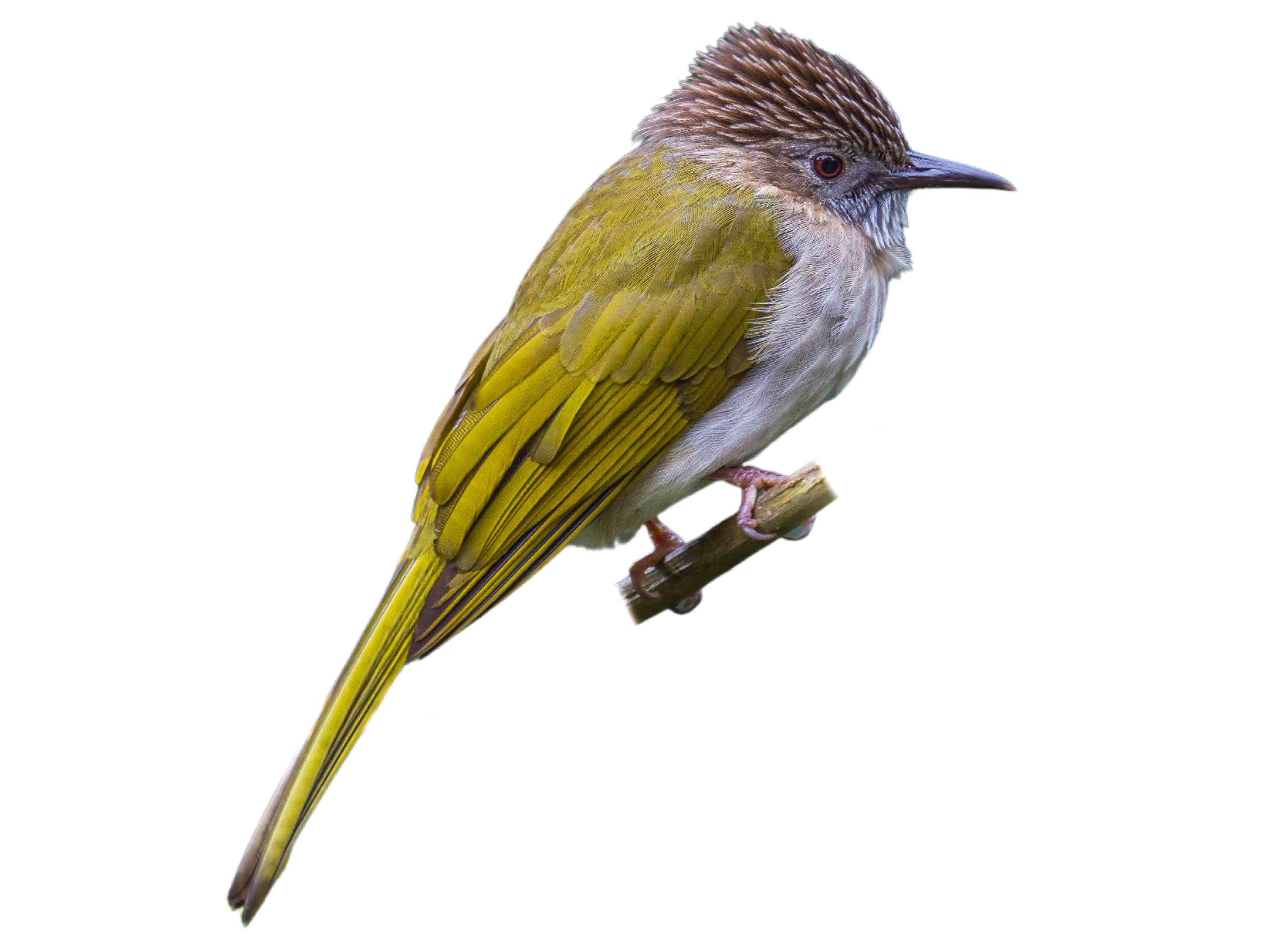 A photo of a Mountain Bulbul (Ixos mcclellandii)