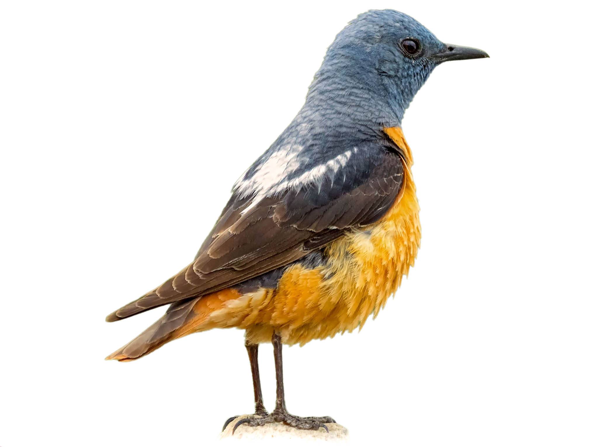 A photo of a Common Rock Thrush (Monticola saxatilis), male