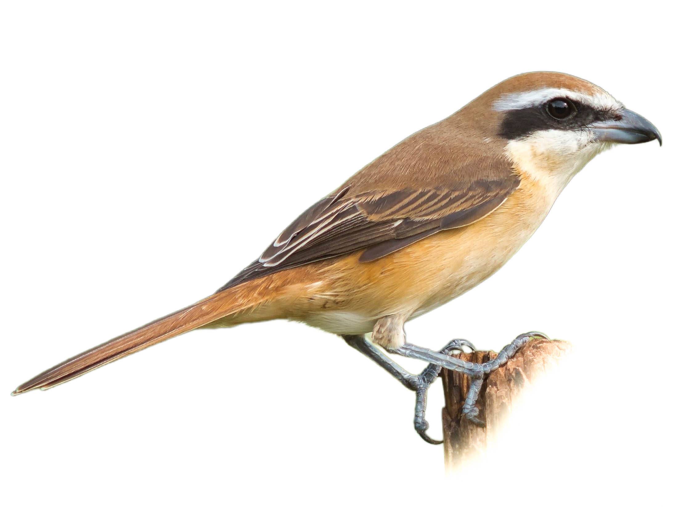 A photo of a Brown Shrike (Lanius cristatus), male