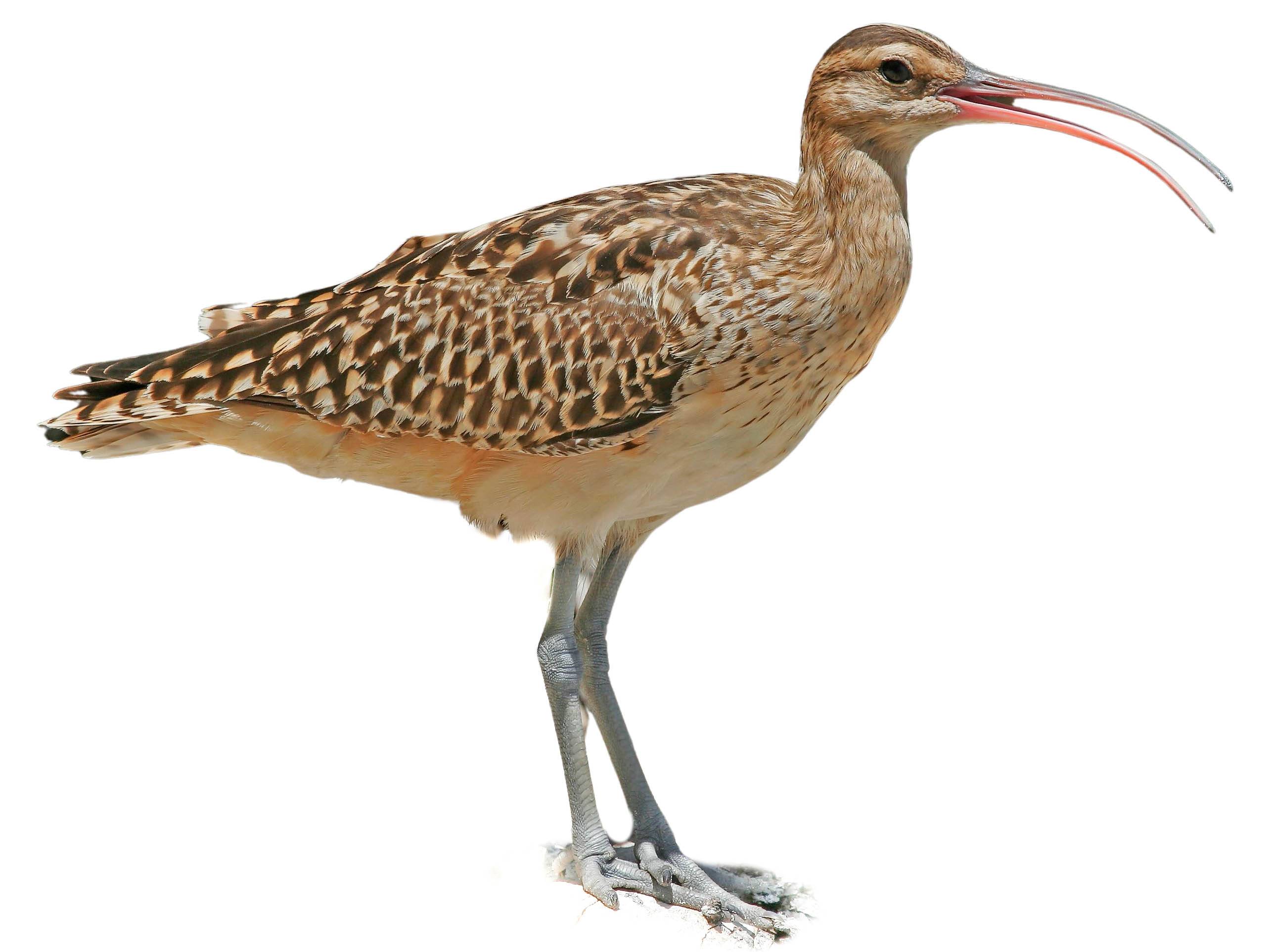 A photo of a Bristle-thighed Curlew (Numenius tahitiensis)
