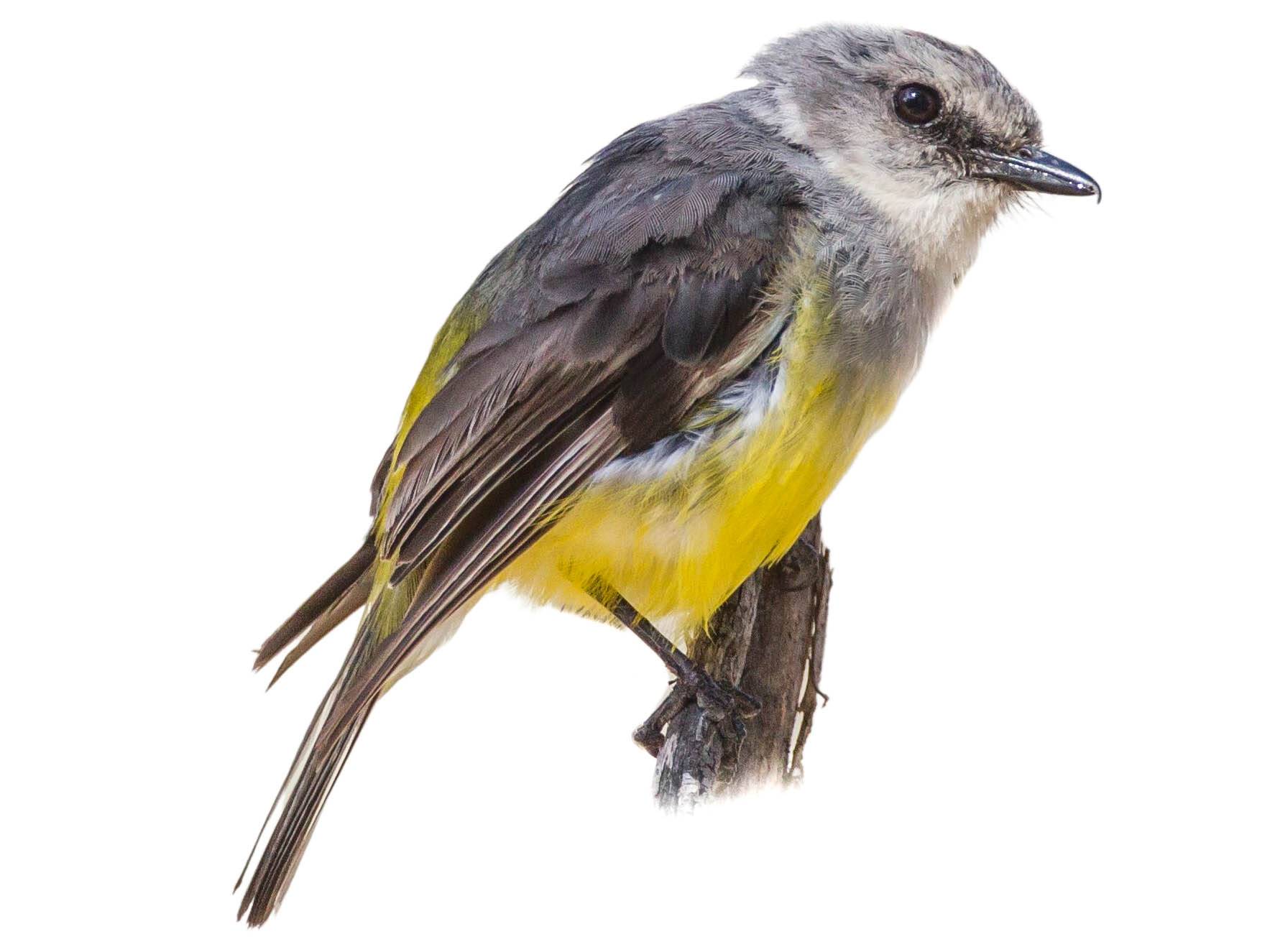 A photo of a Western Yellow Robin (Eopsaltria griseogularis)