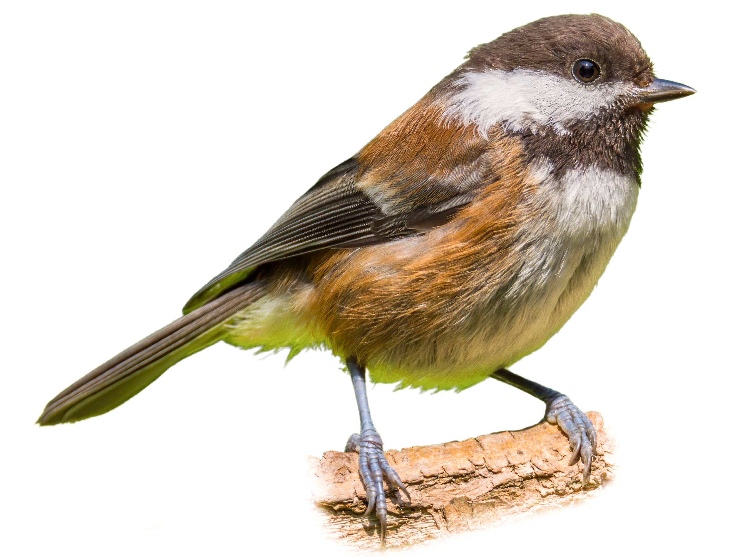 A photo of a Chestnut-backed Chickadee (Poecile rufescens)