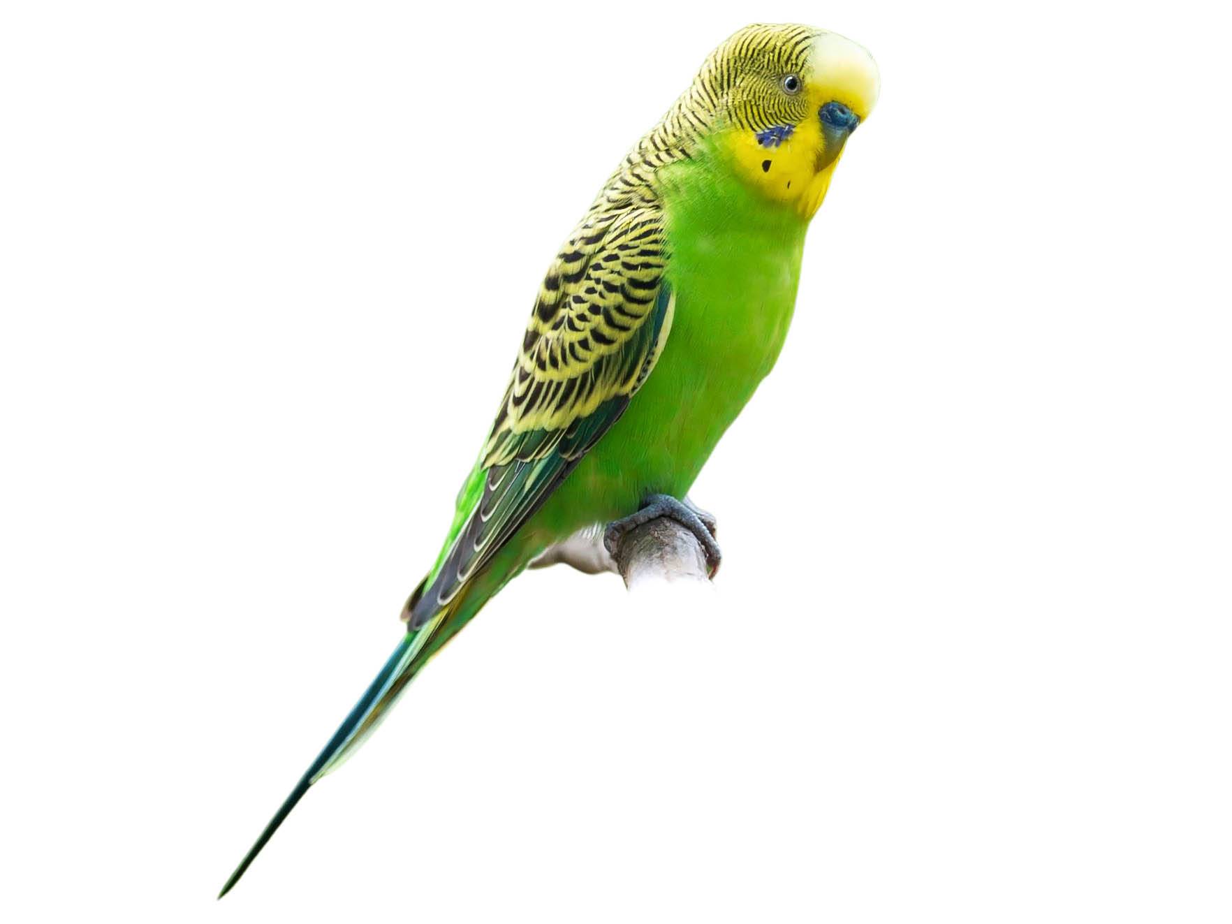 A photo of a Budgerigar (Melopsittacus undulatus)