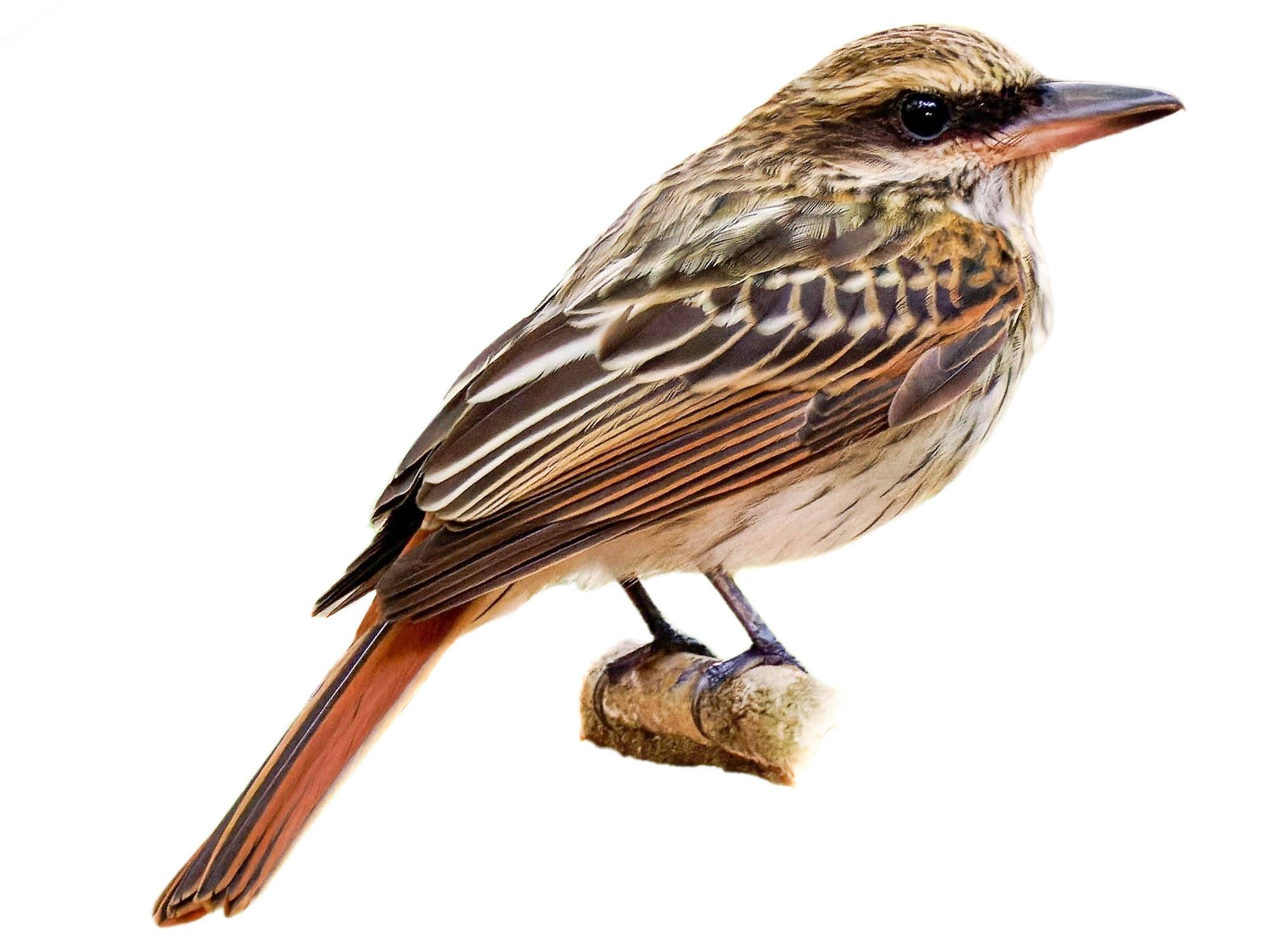 A photo of a Streaked Flycatcher (Myiodynastes maculatus)