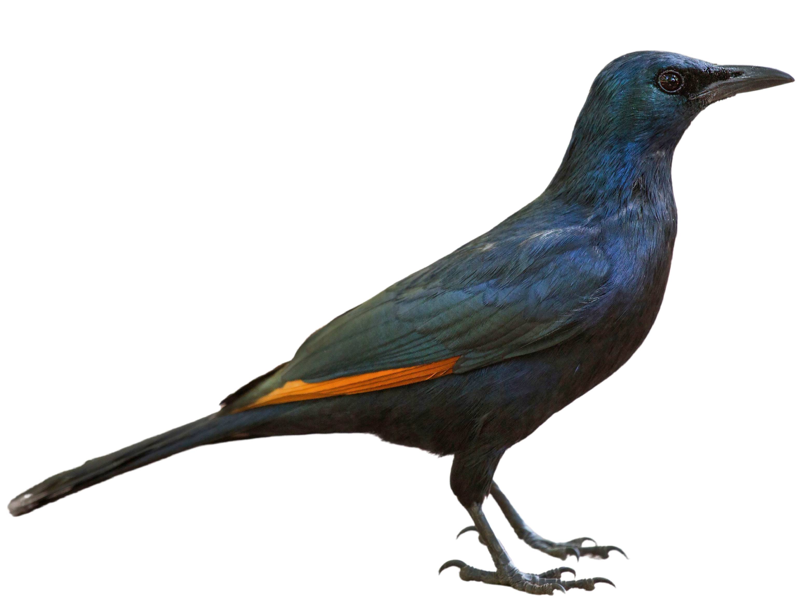 A photo of a Red-winged Starling (Onychognathus morio), male