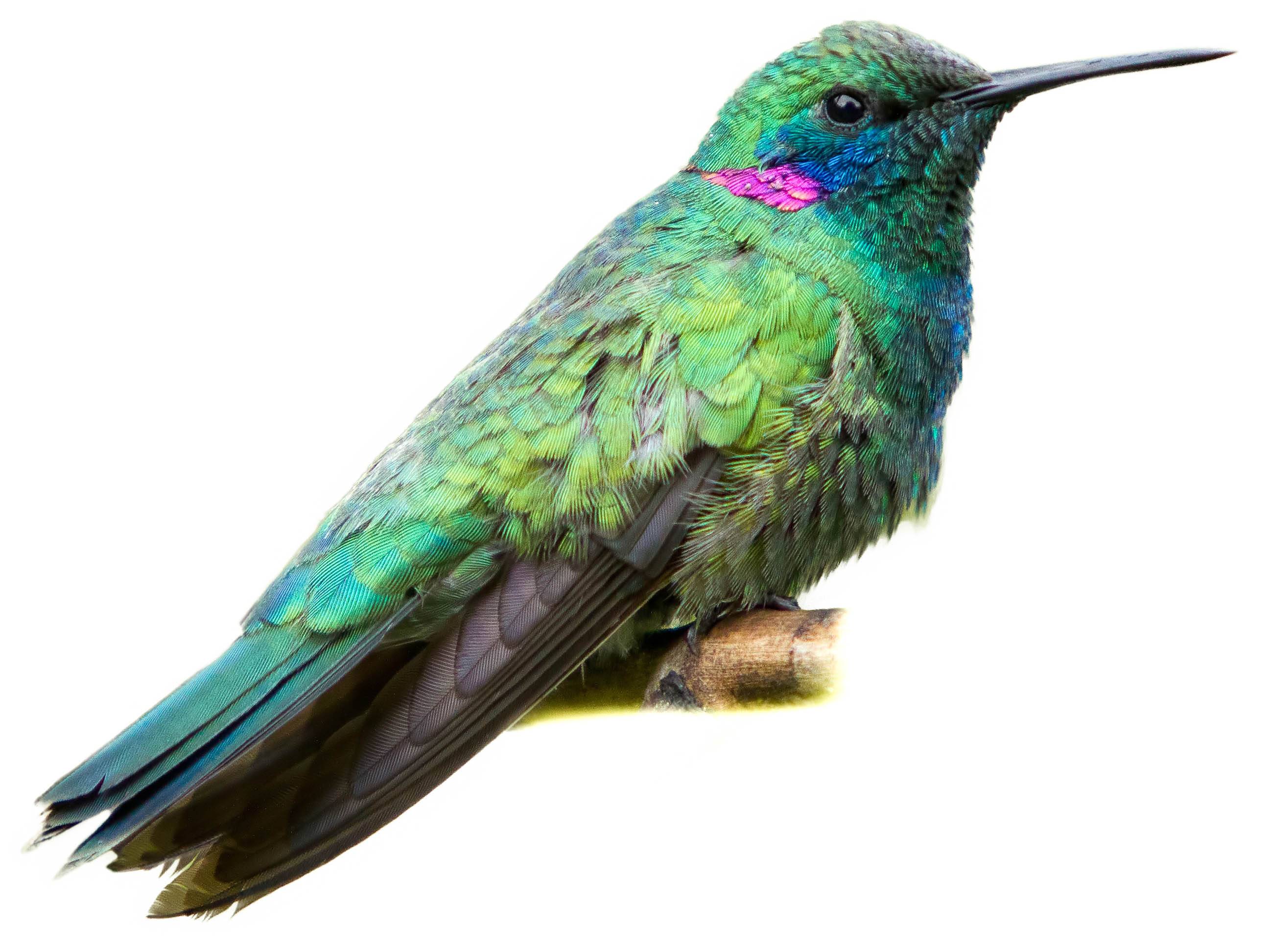 A photo of a White-vented Violetear (Colibri serrirostris)