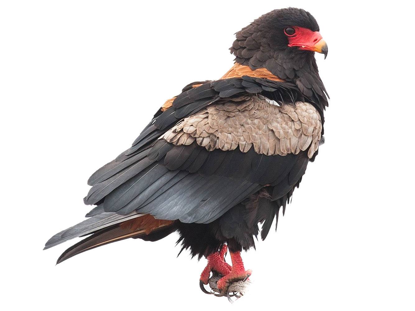 A photo of a Bateleur (Terathopius ecaudatus), male