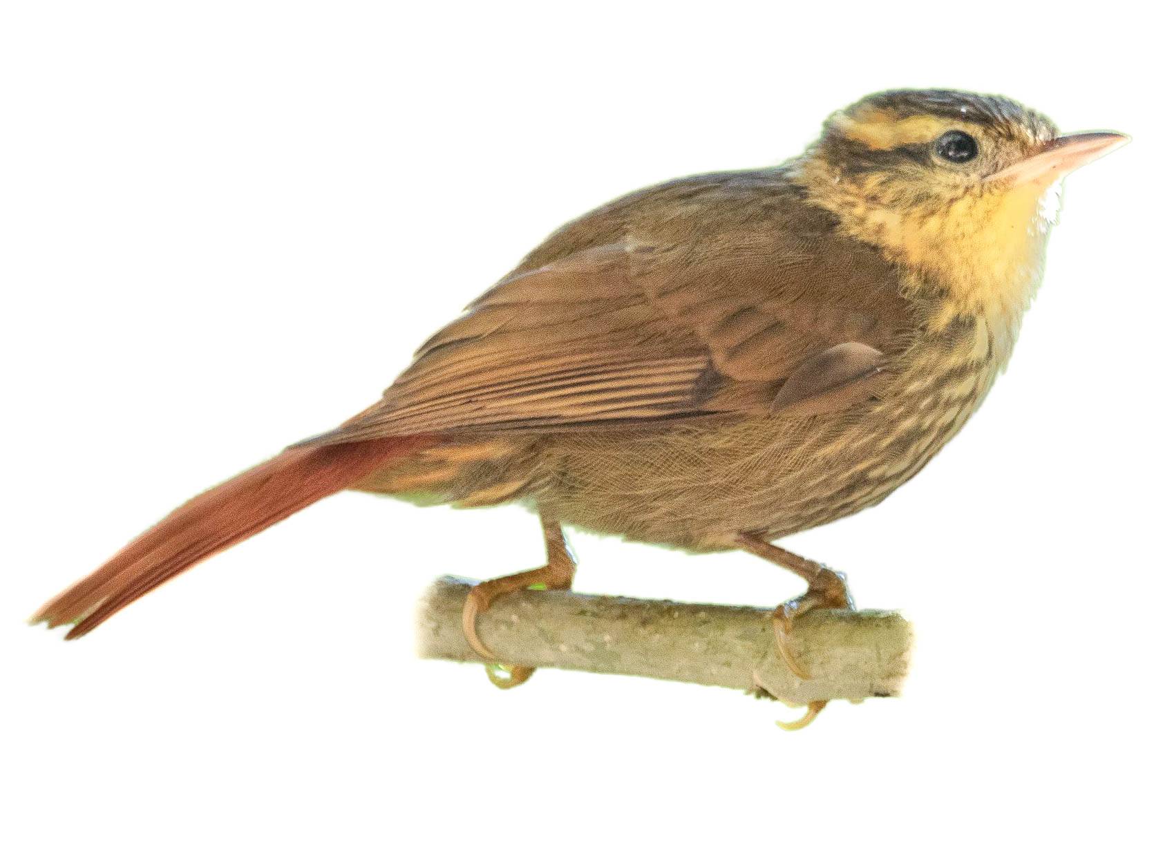 Sharp-billed Treehunter (Heliobletus contaminatus) identification - Birda