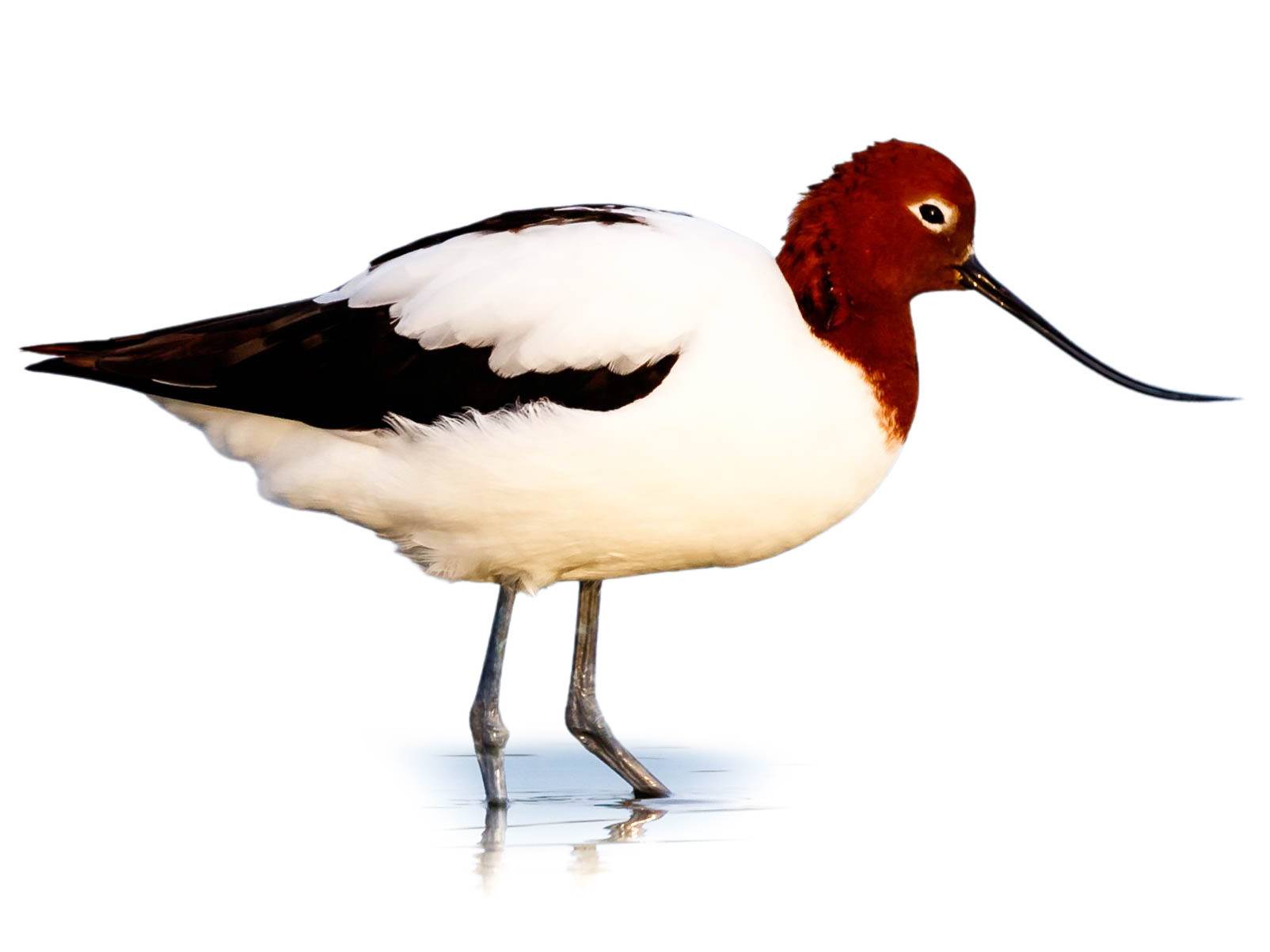 A photo of a Red-necked Avocet (Recurvirostra novaehollandiae)