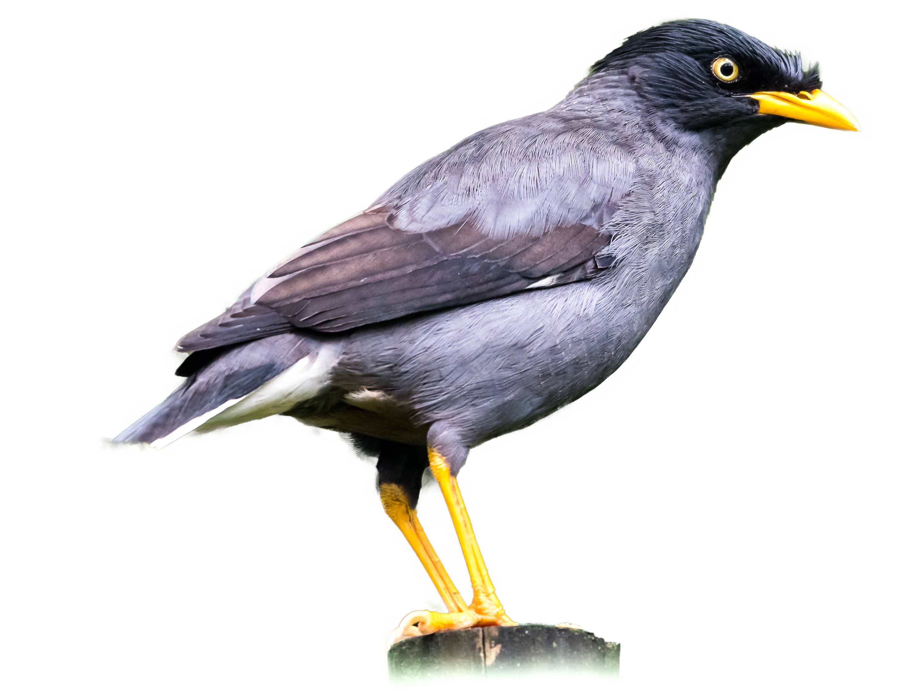 A photo of a Javan Myna (Acridotheres javanicus)