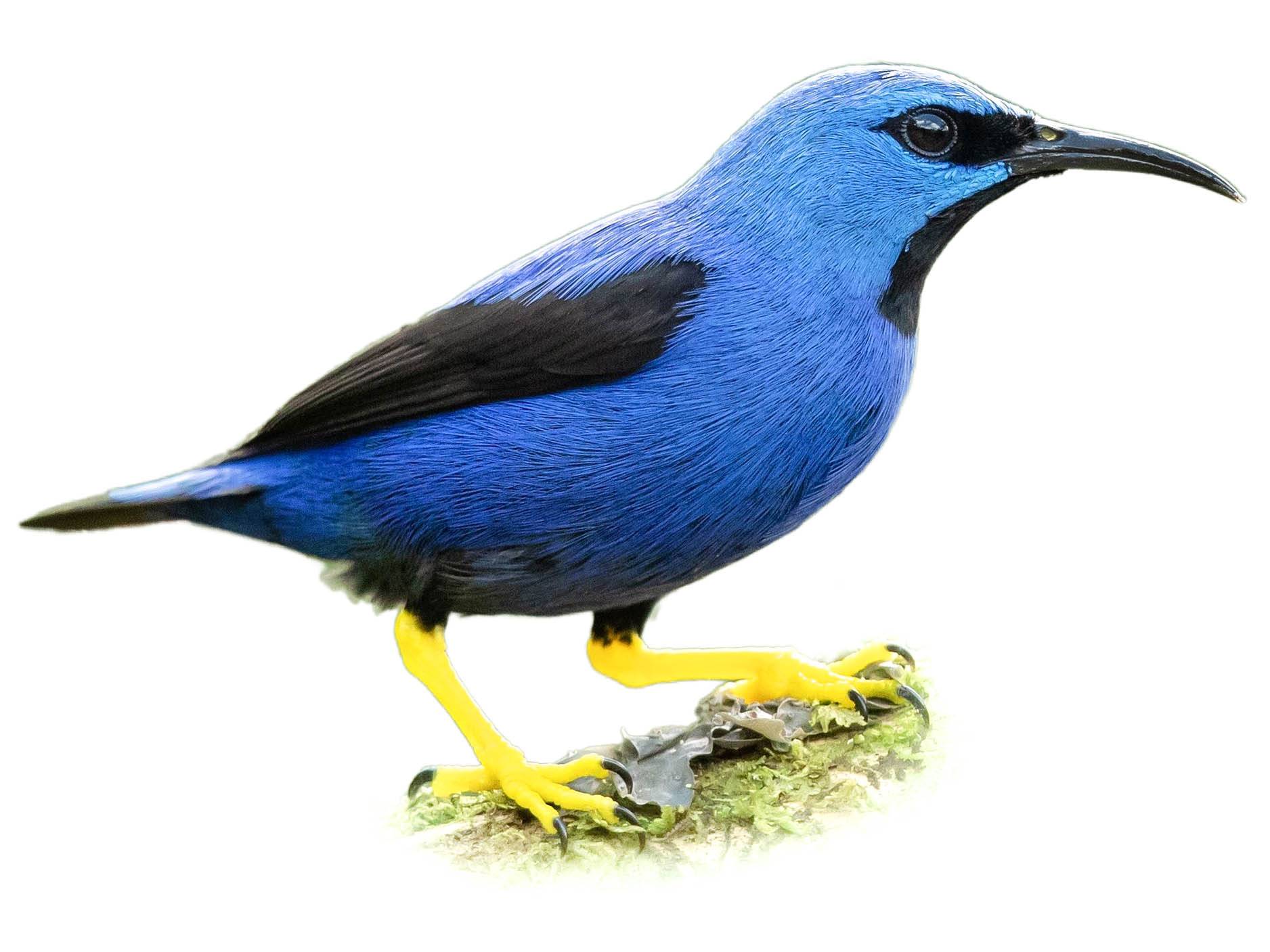 A photo of a Shining Honeycreeper (Cyanerpes lucidus), male