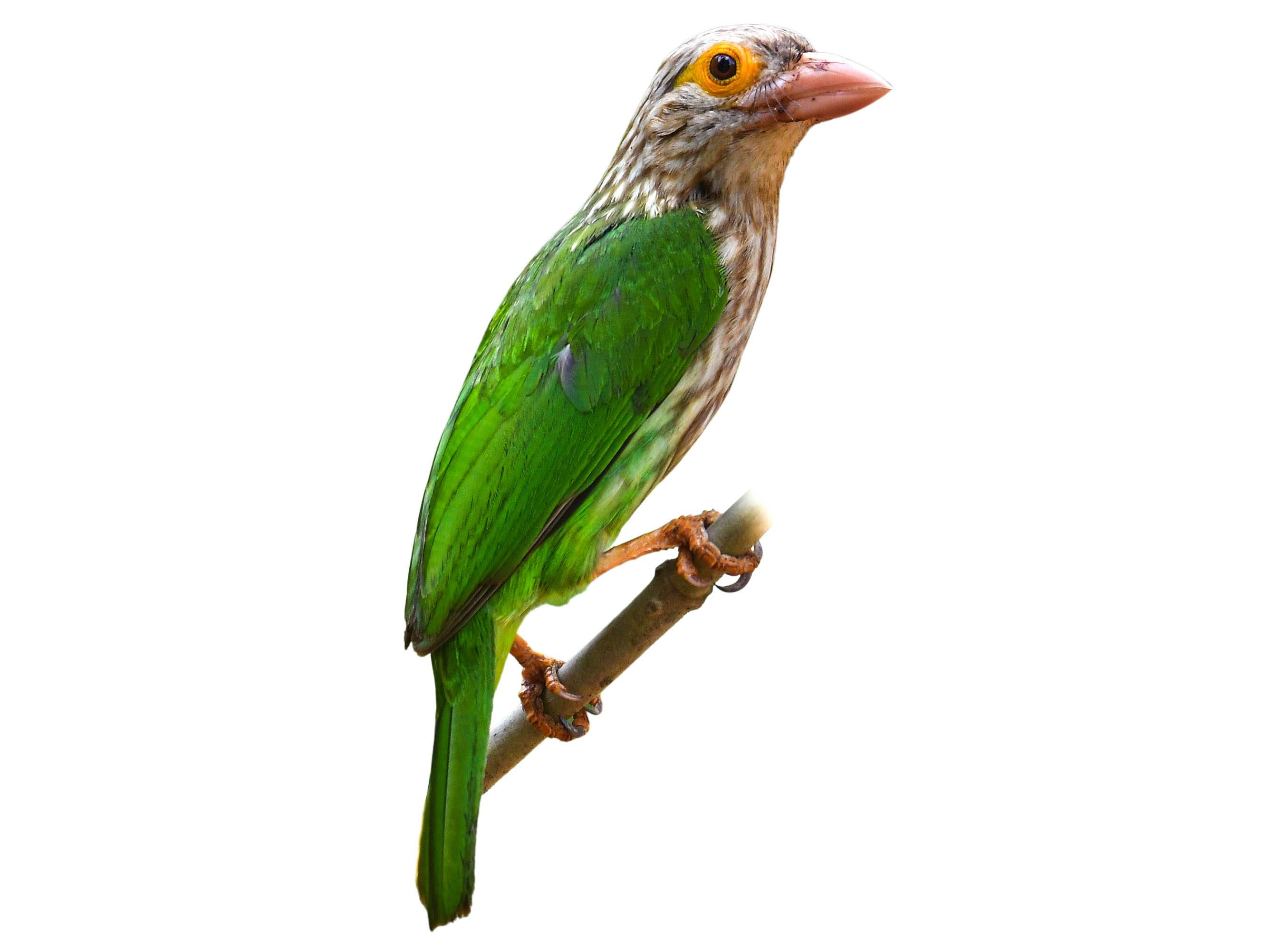 A photo of a Lineated Barbet (Psilopogon lineatus)