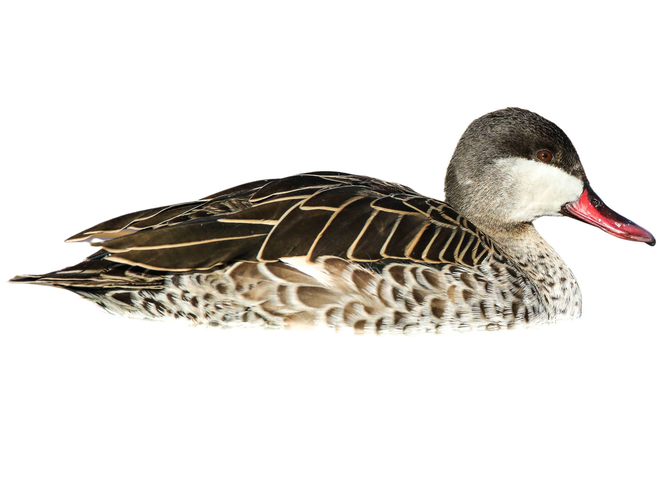 A photo of a Red-billed Teal (Anas erythrorhyncha)