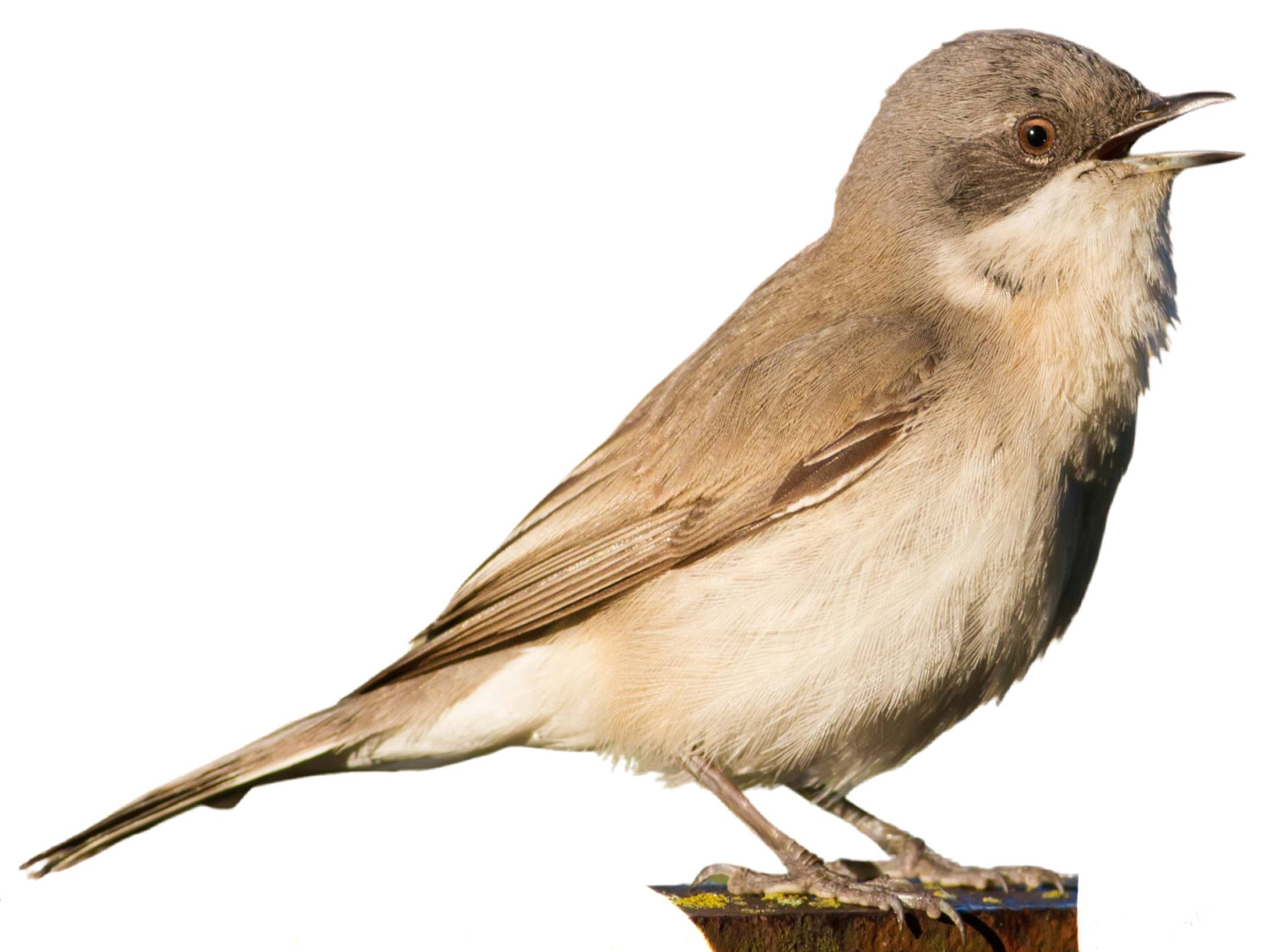 A photo of a Lesser Whitethroat (Curruca curruca)