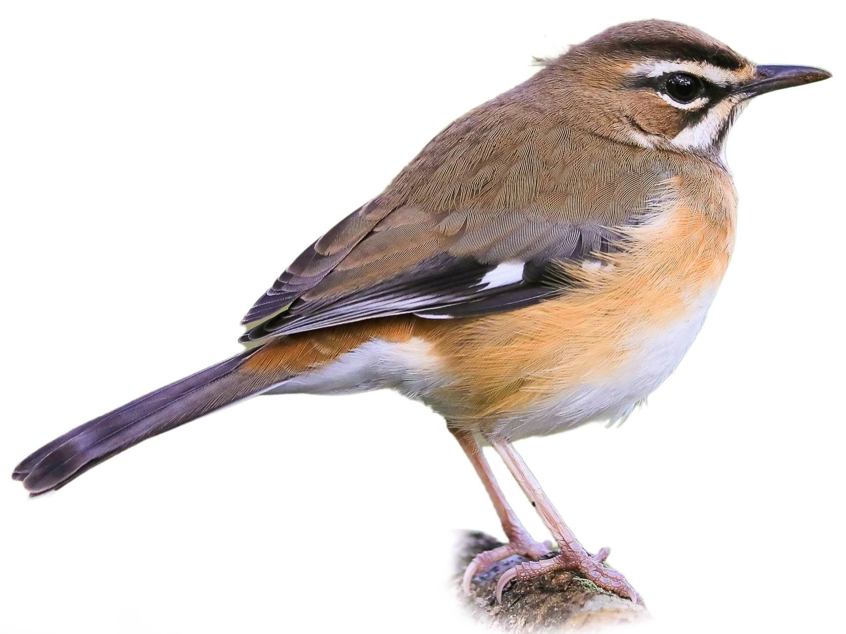 A photo of a Bearded Scrub Robin (Cercotrichas quadrivirgata)