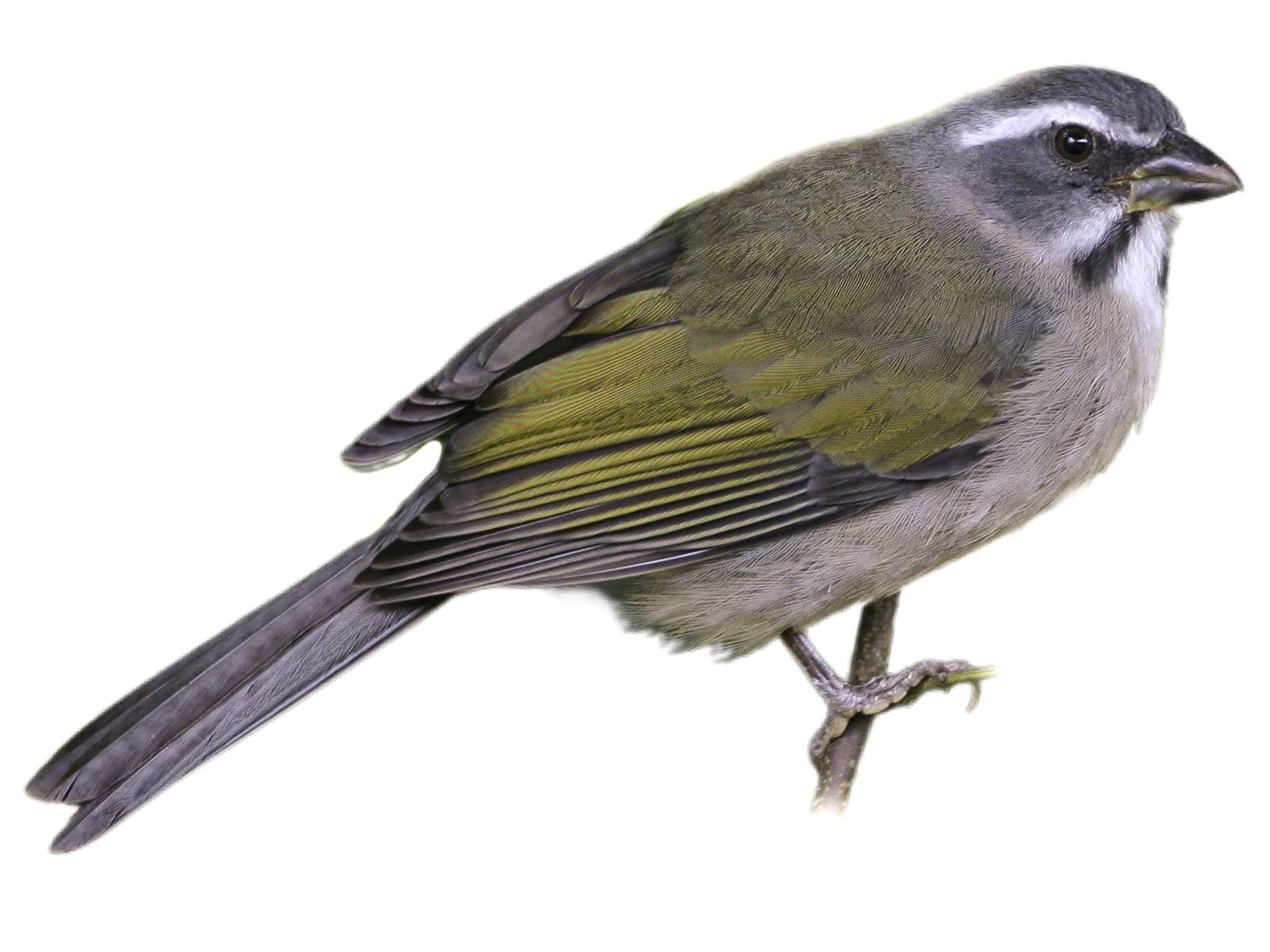 A photo of a Green-winged Saltator (Saltator similis)