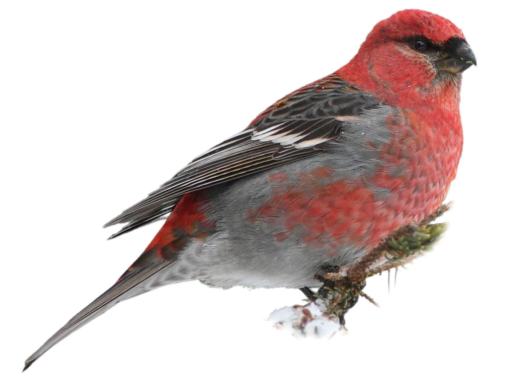 A photo of a Pine Grosbeak (Pinicola enucleator), male