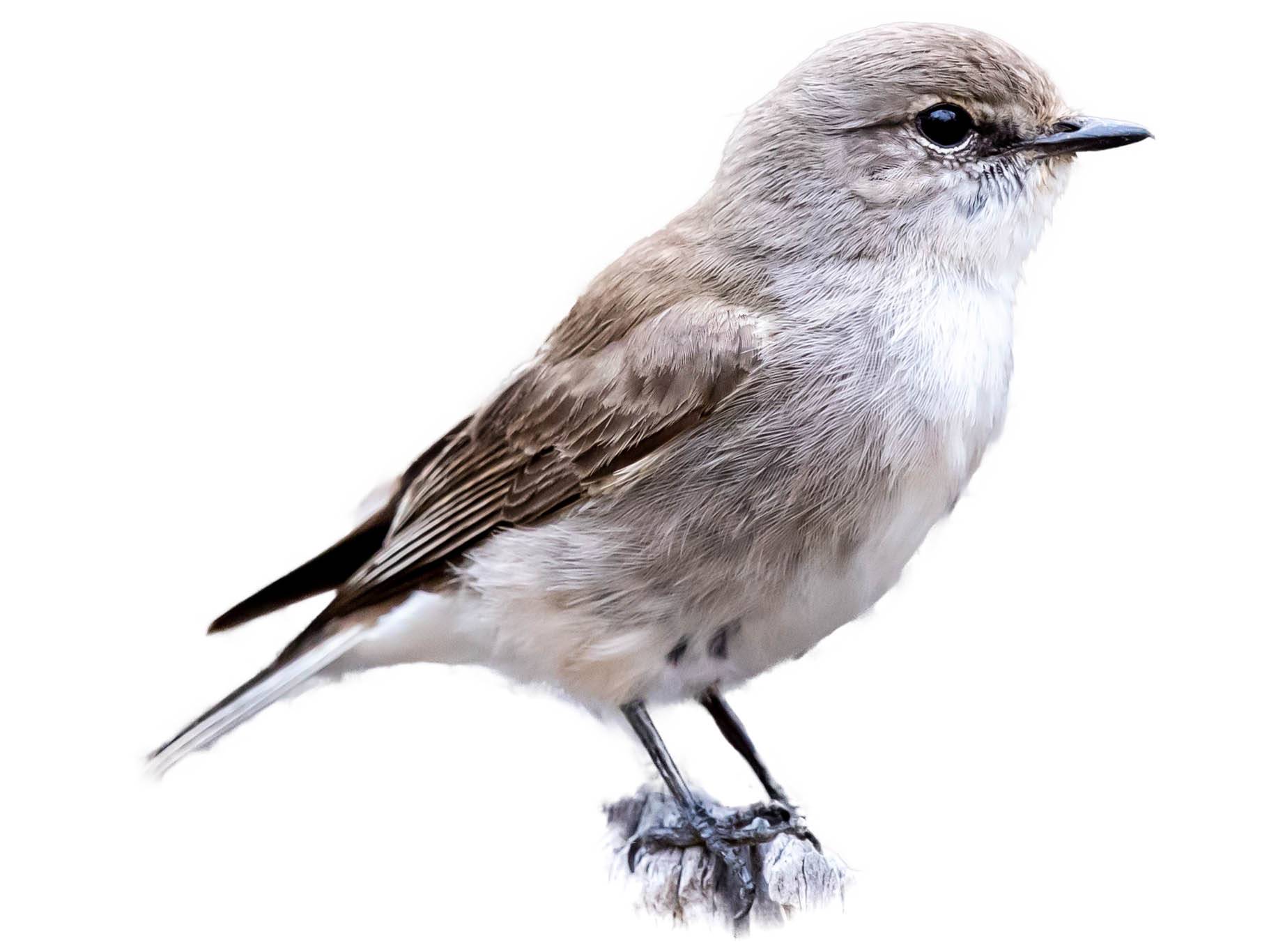 A photo of a Jacky Winter (Microeca fascinans)