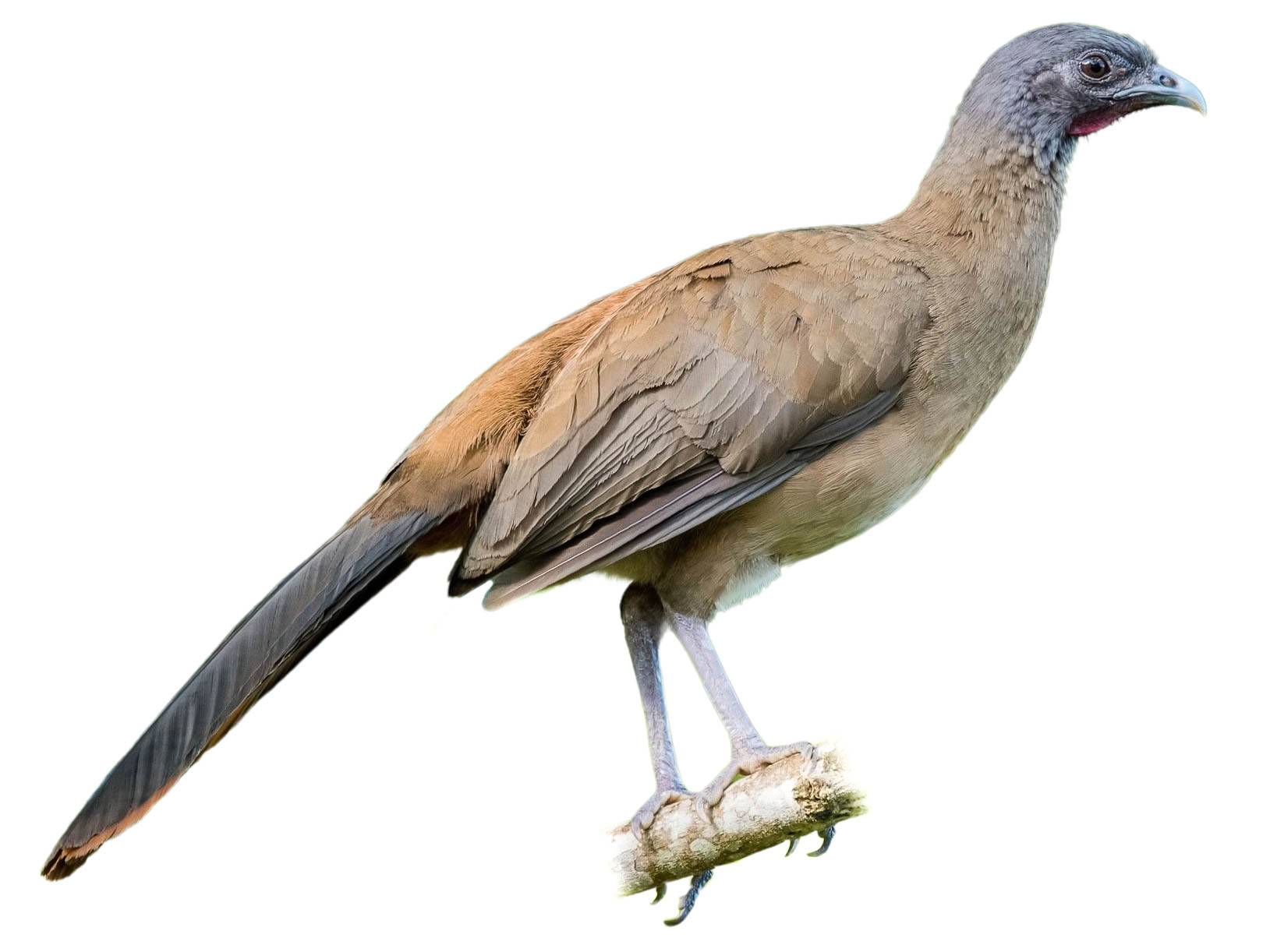 A photo of a Rufous-vented Chachalaca (Ortalis ruficauda)