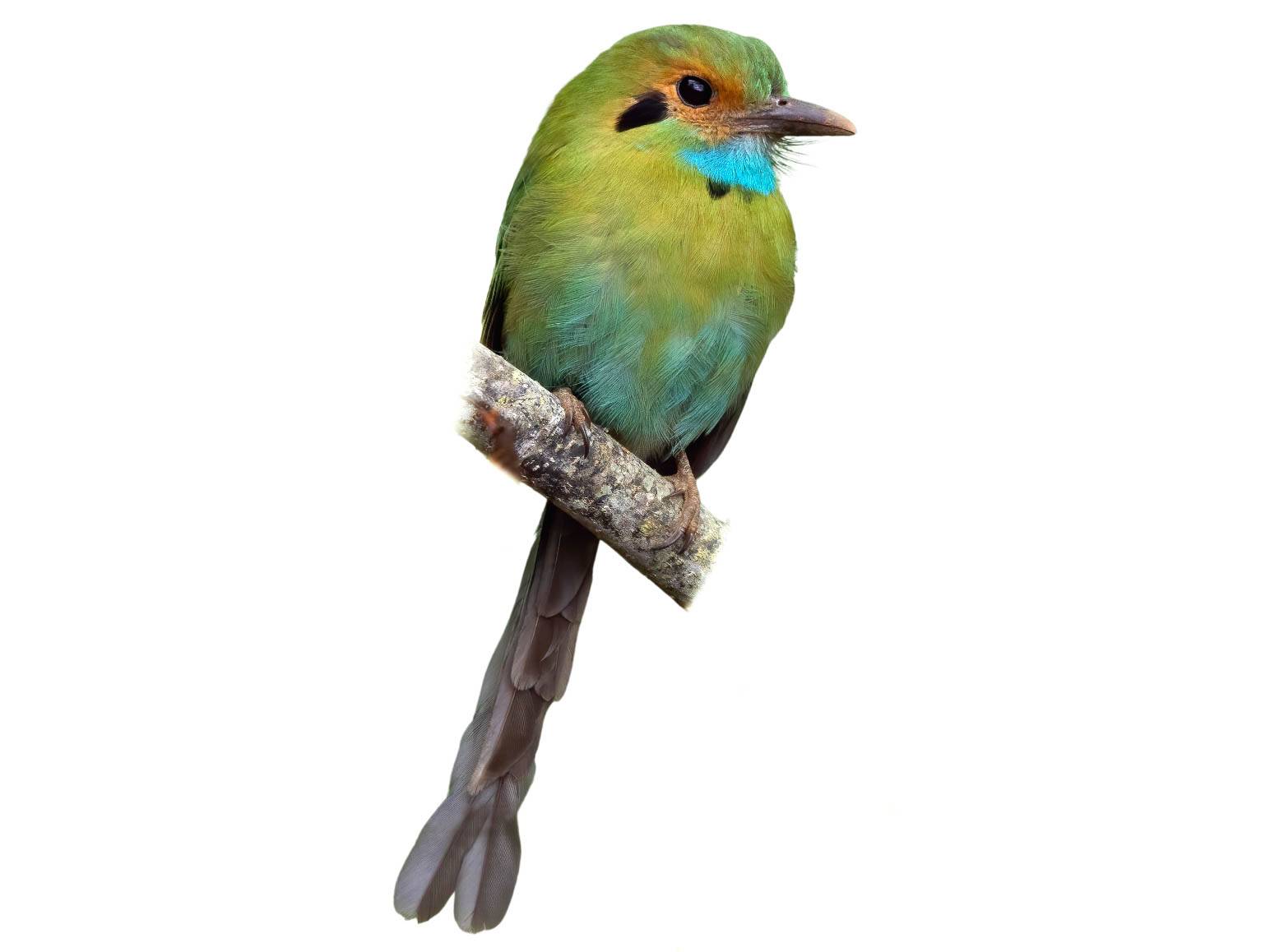 A photo of a Blue-throated Motmot (Aspatha gularis)