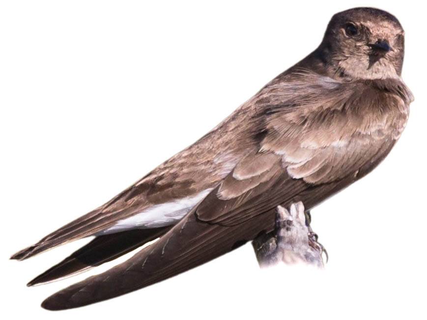 A photo of a Brown-throated Martin (Riparia paludicola)