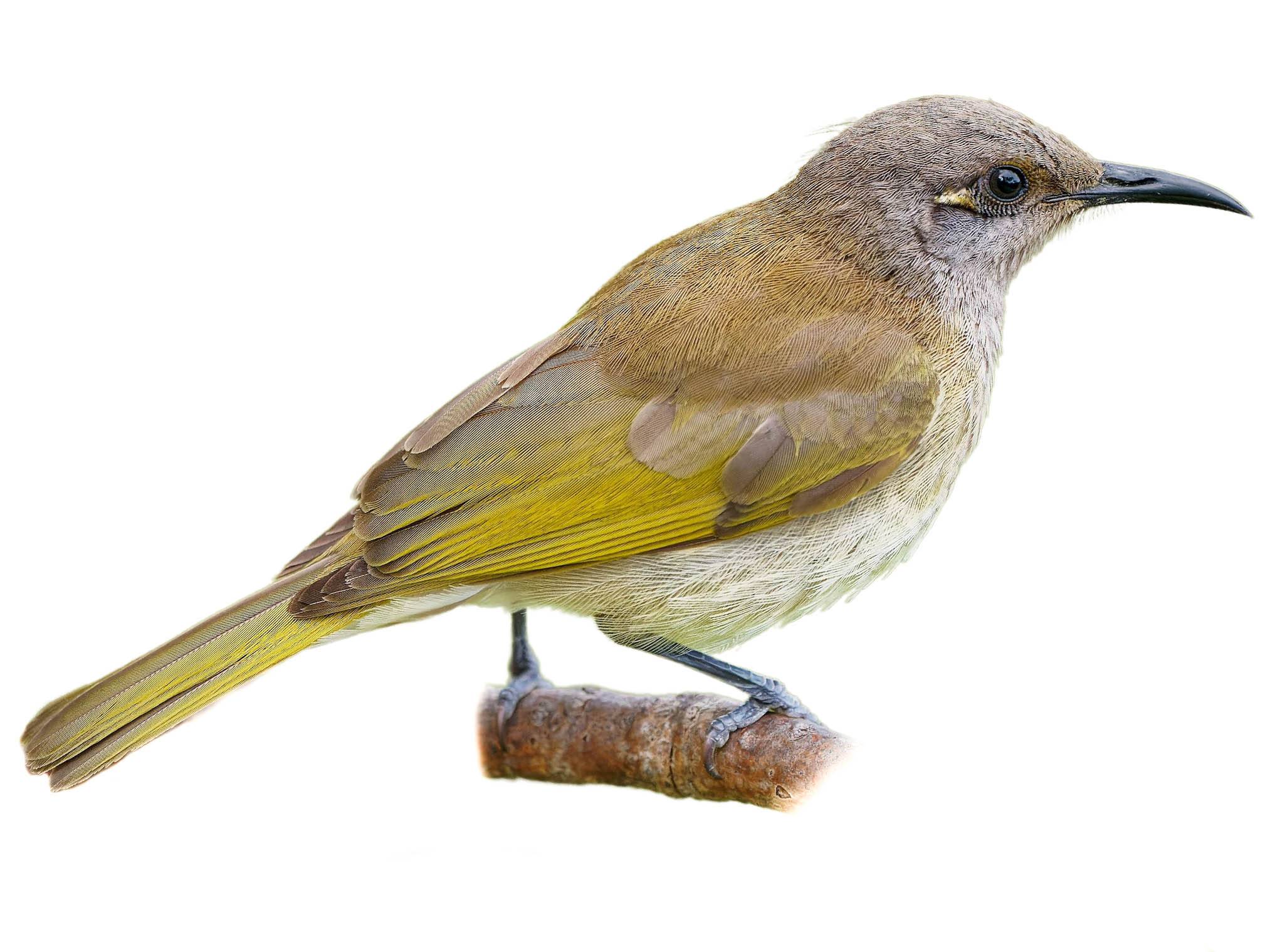 A photo of a Brown Honeyeater (Lichmera indistincta)