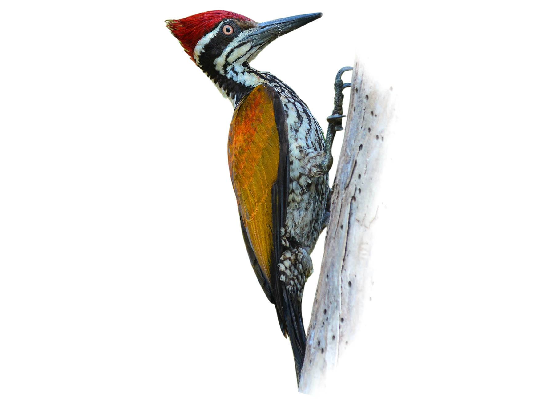 A photo of a Greater Flameback (Chrysocolaptes guttacristatus), male