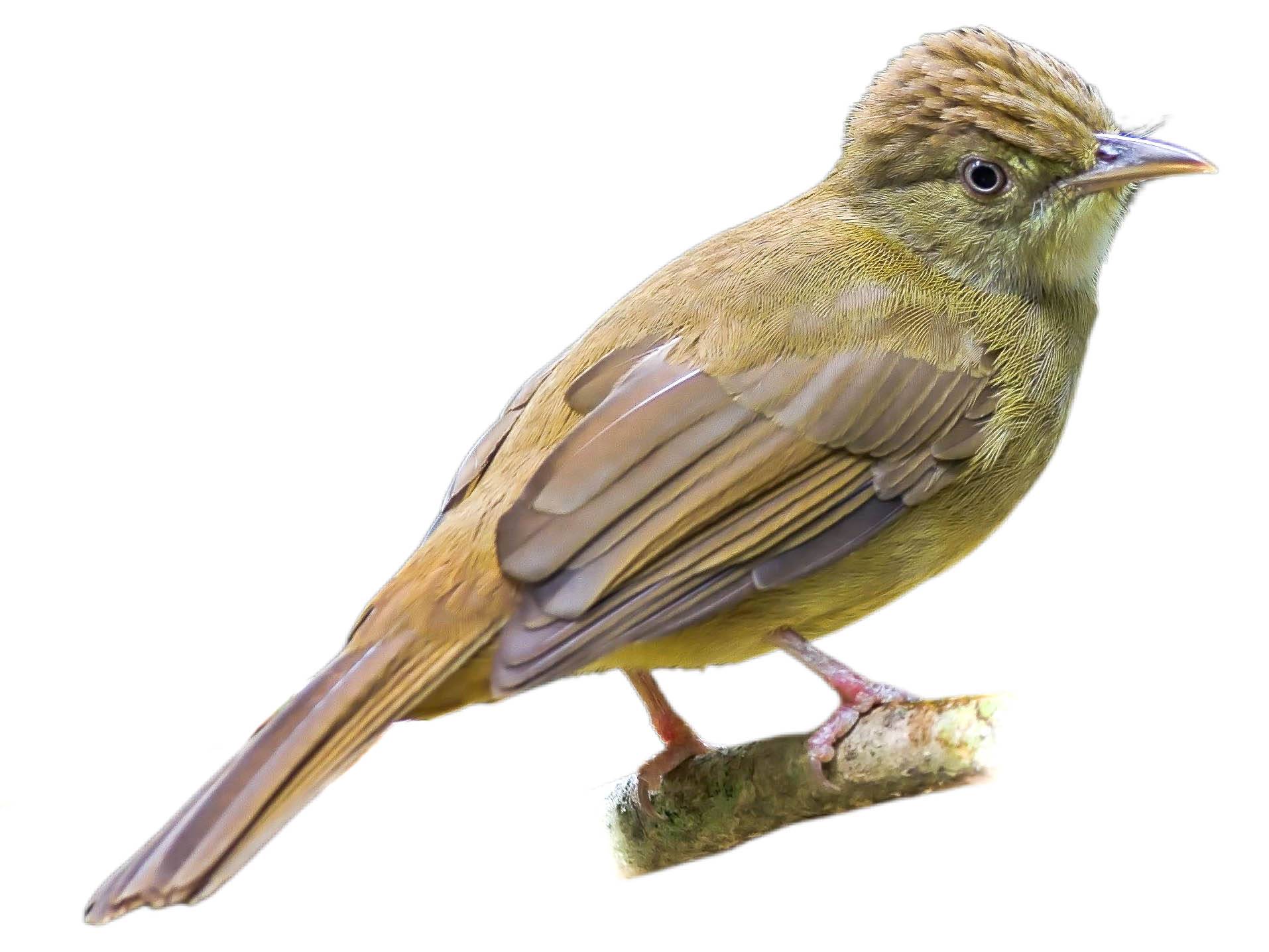 A photo of a Grey-eyed Bulbul (Iole propinqua)