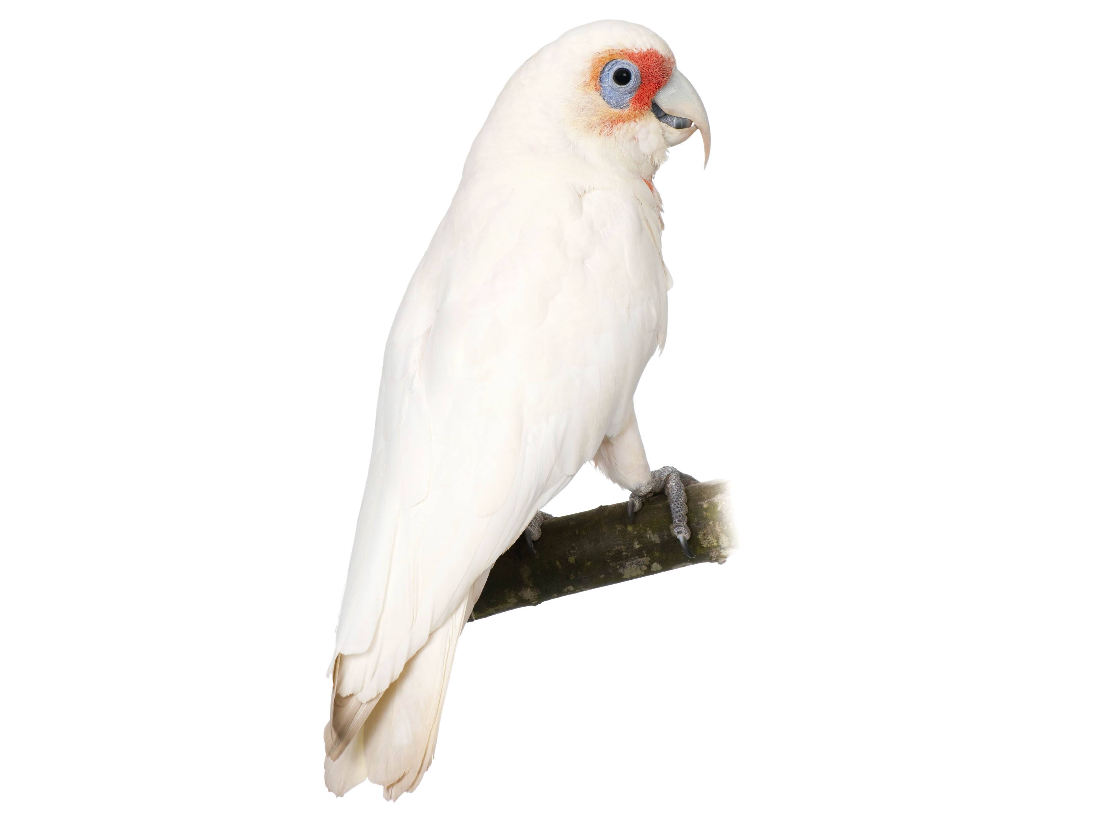 A photo of a Long-billed Corella (Cacatua tenuirostris)