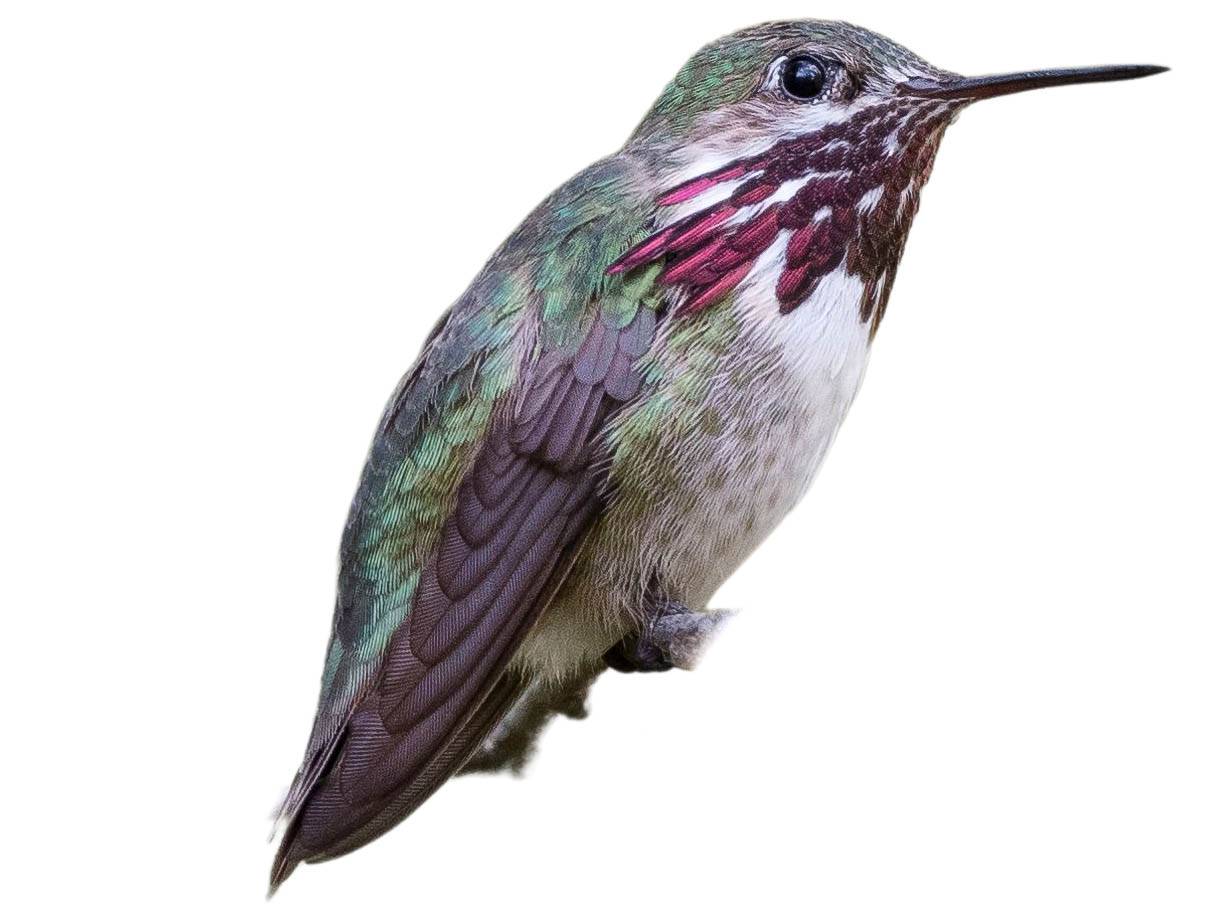 A photo of a Calliope Hummingbird (Selasphorus calliope), male