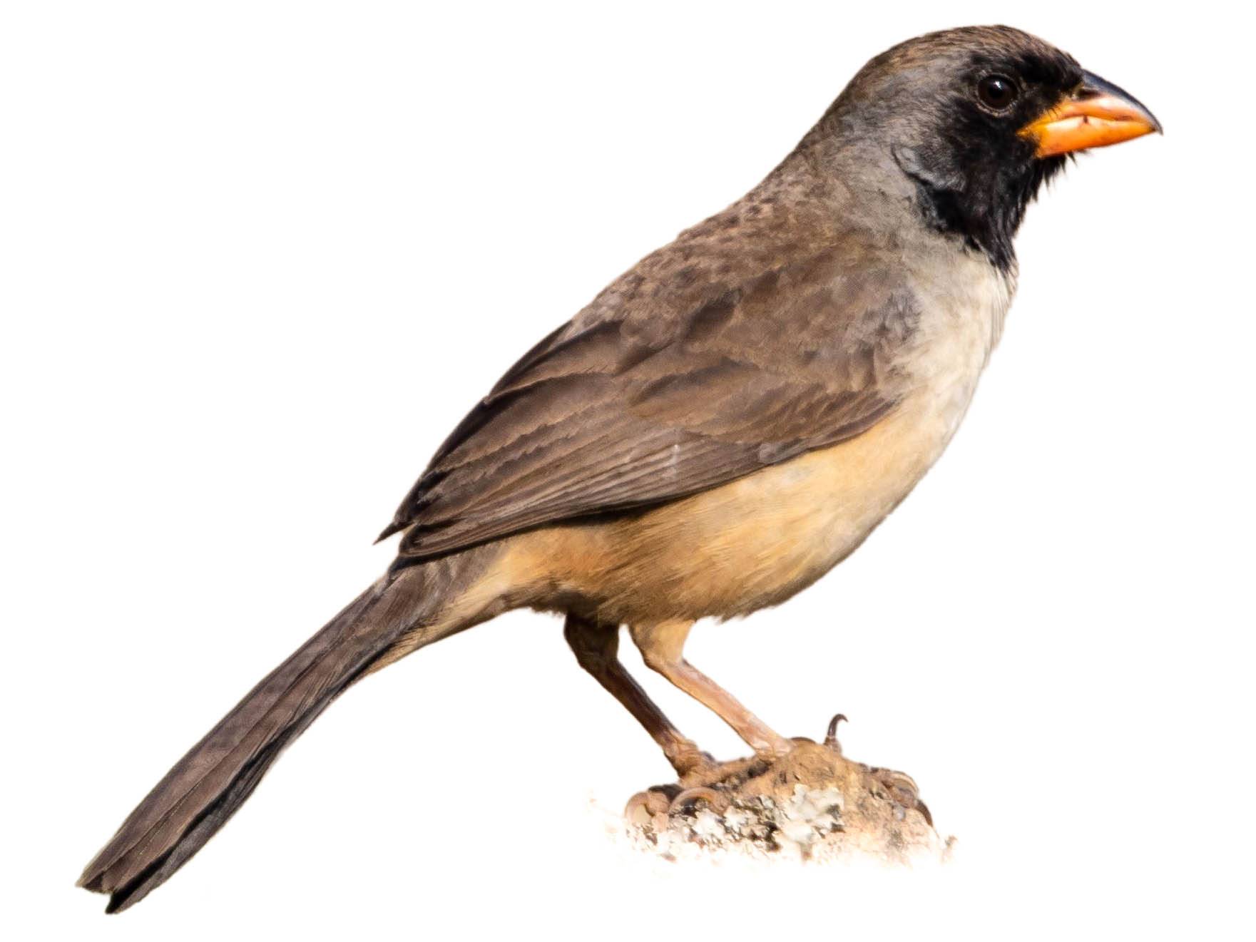 A photo of a Black-throated Saltator (Saltatricula atricollis)