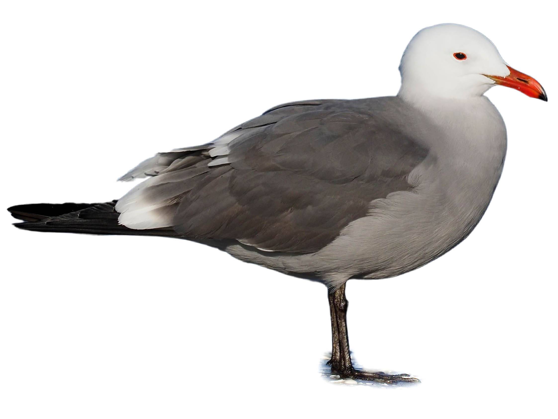 A photo of a Heermann's Gull (Larus heermanni)