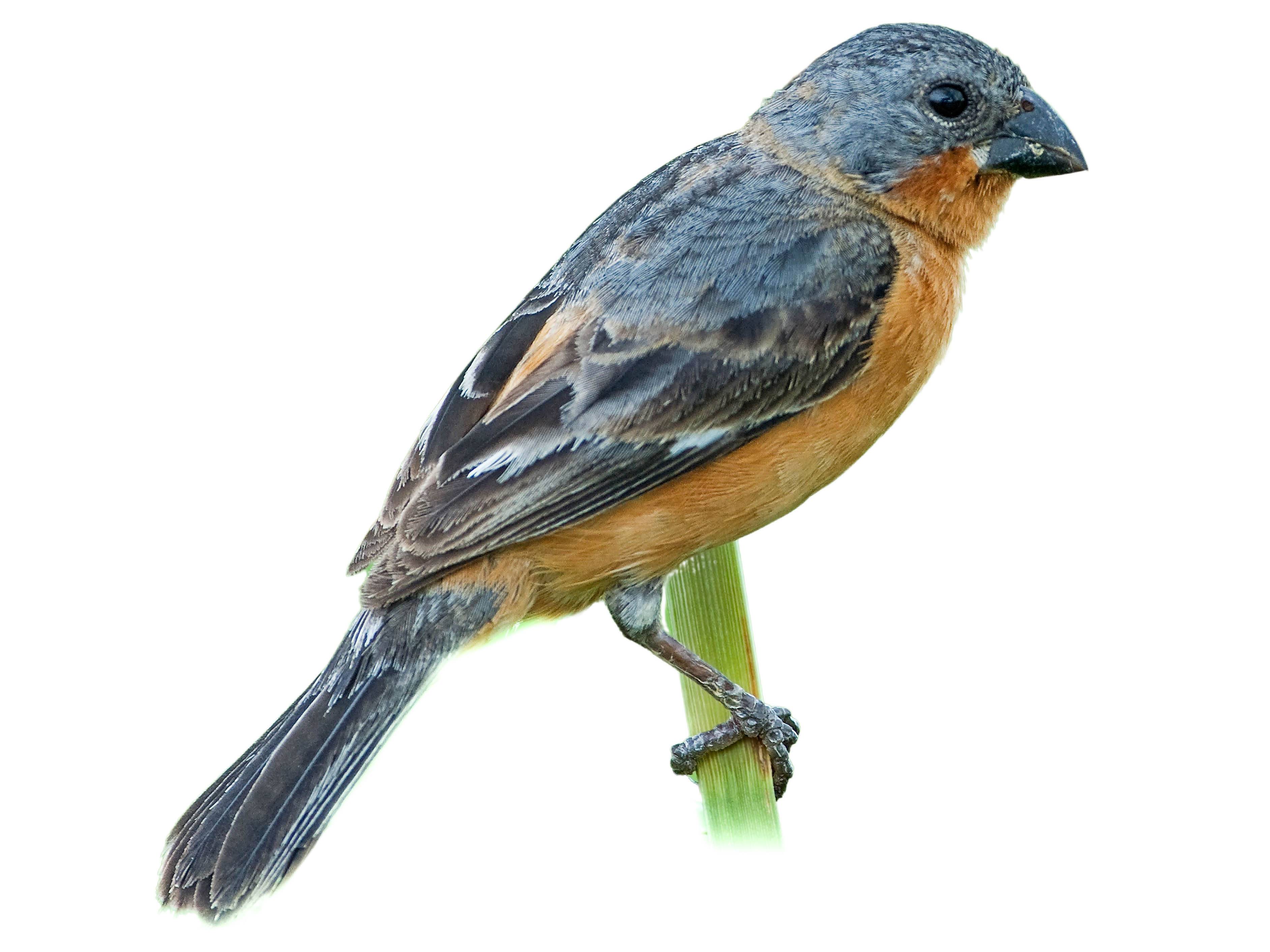 A photo of a Ruddy-breasted Seedeater (Sporophila minuta), male