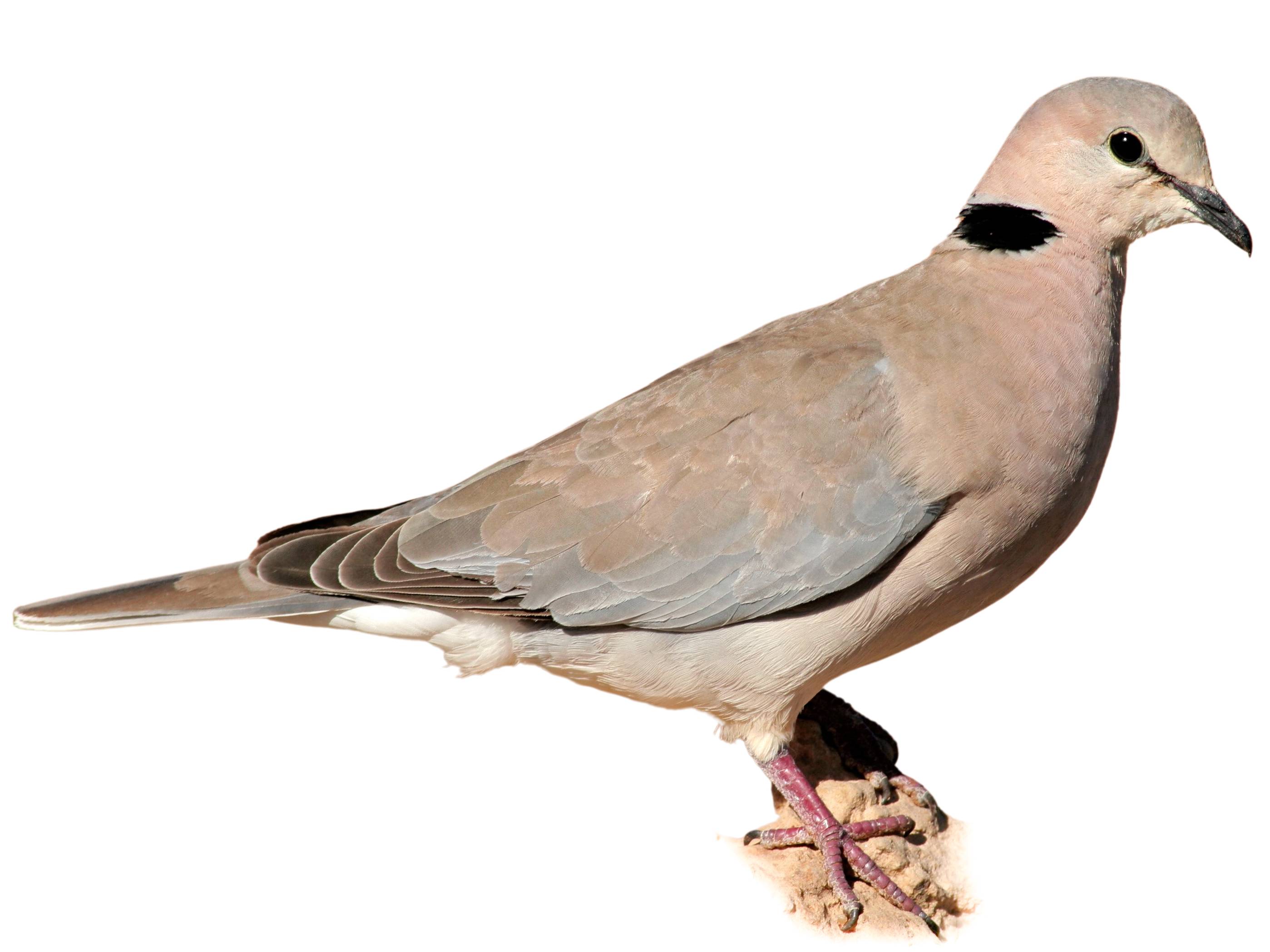 A photo of a Ring-necked Dove (Streptopelia capicola)